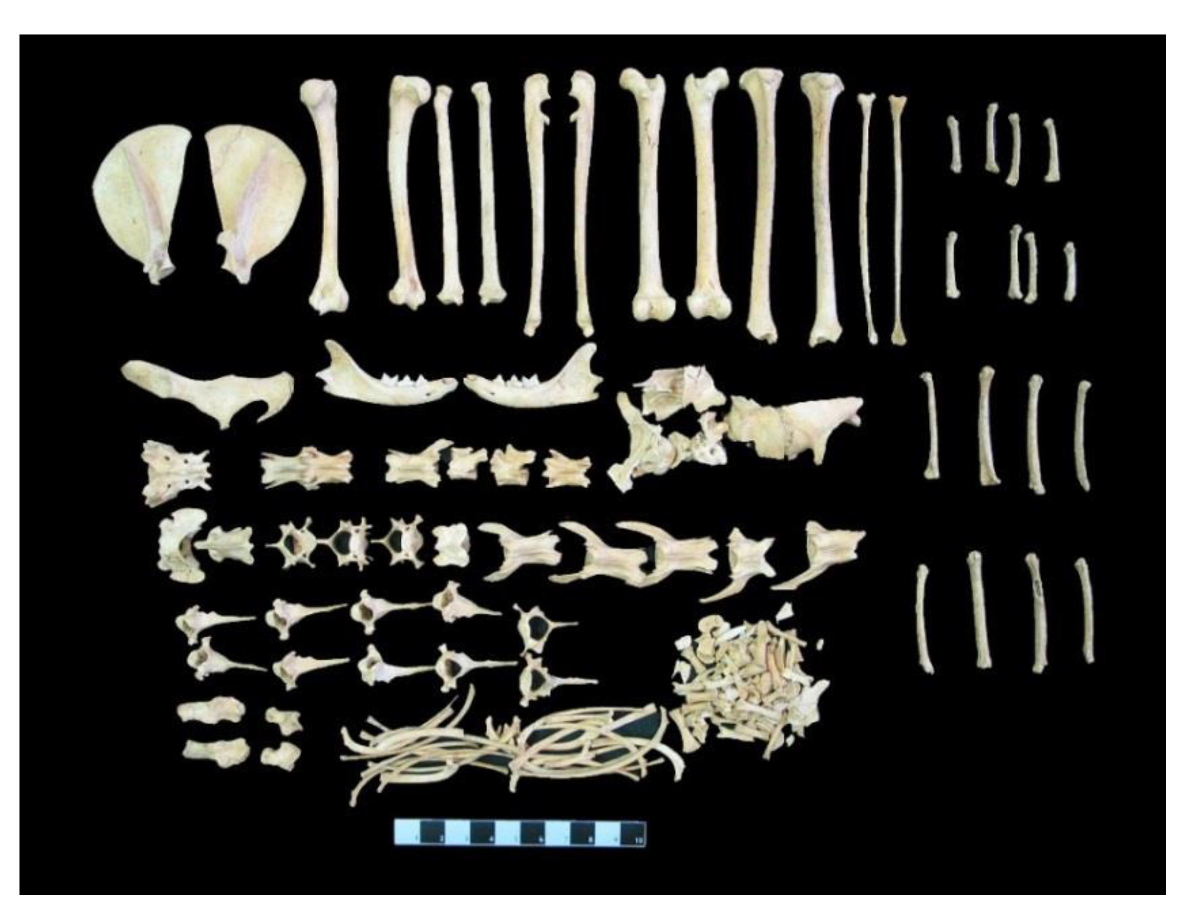 Animals 11 00288 g005 Animals 11 00288 g005