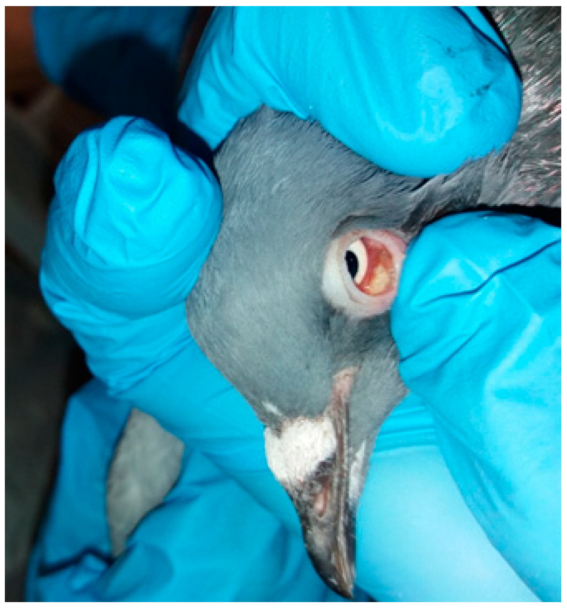 Animals 11 00291 g001 Animals 11 00291 g001