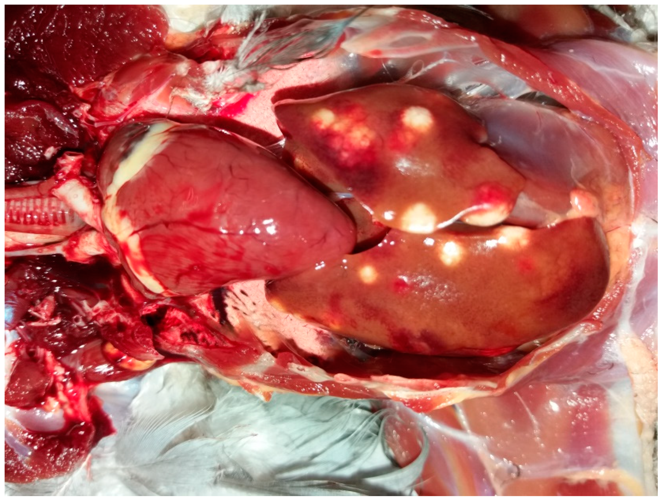 Animals 11 00291 g003 Animals 11 00291 g003