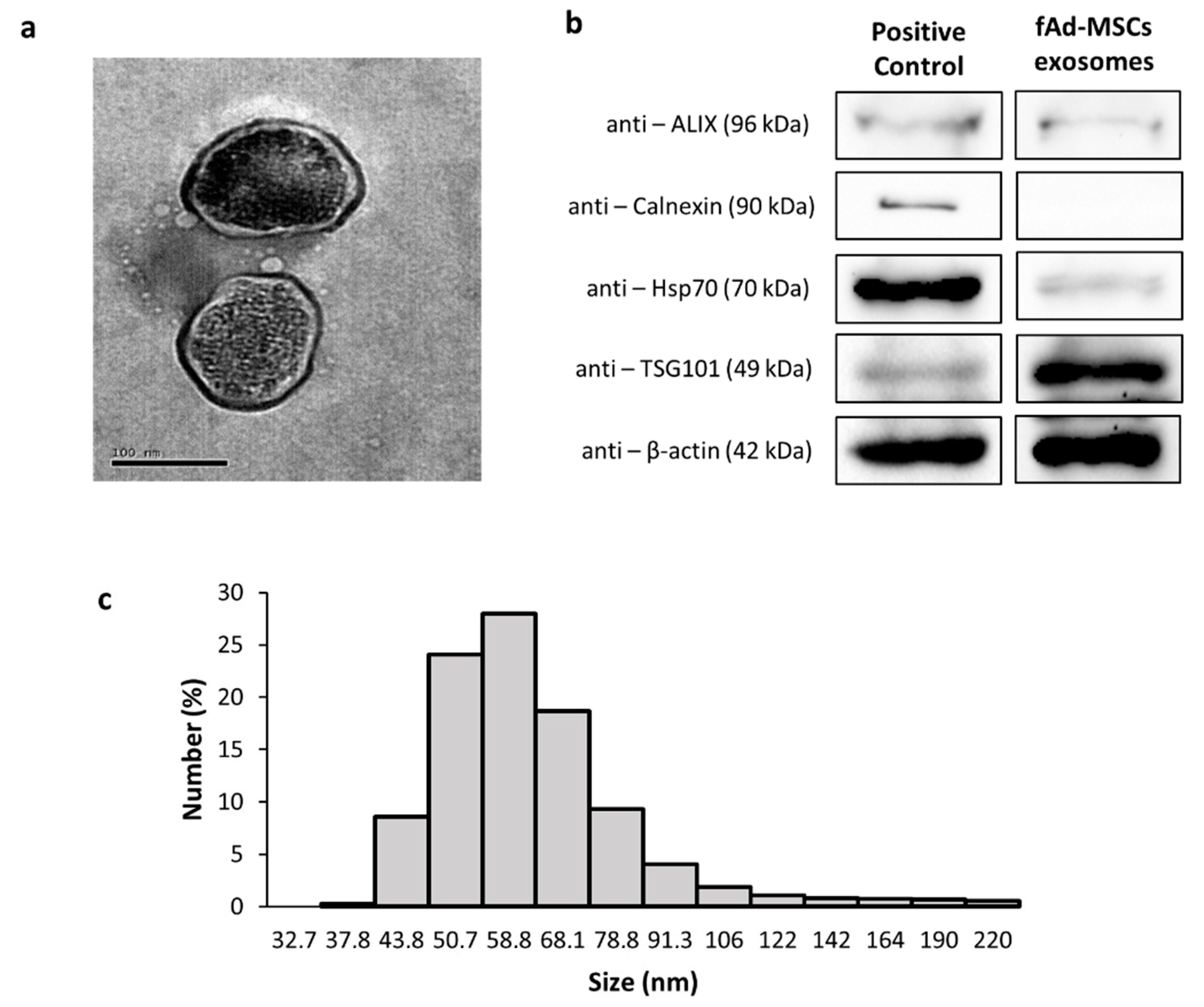 rna anti aging terápia