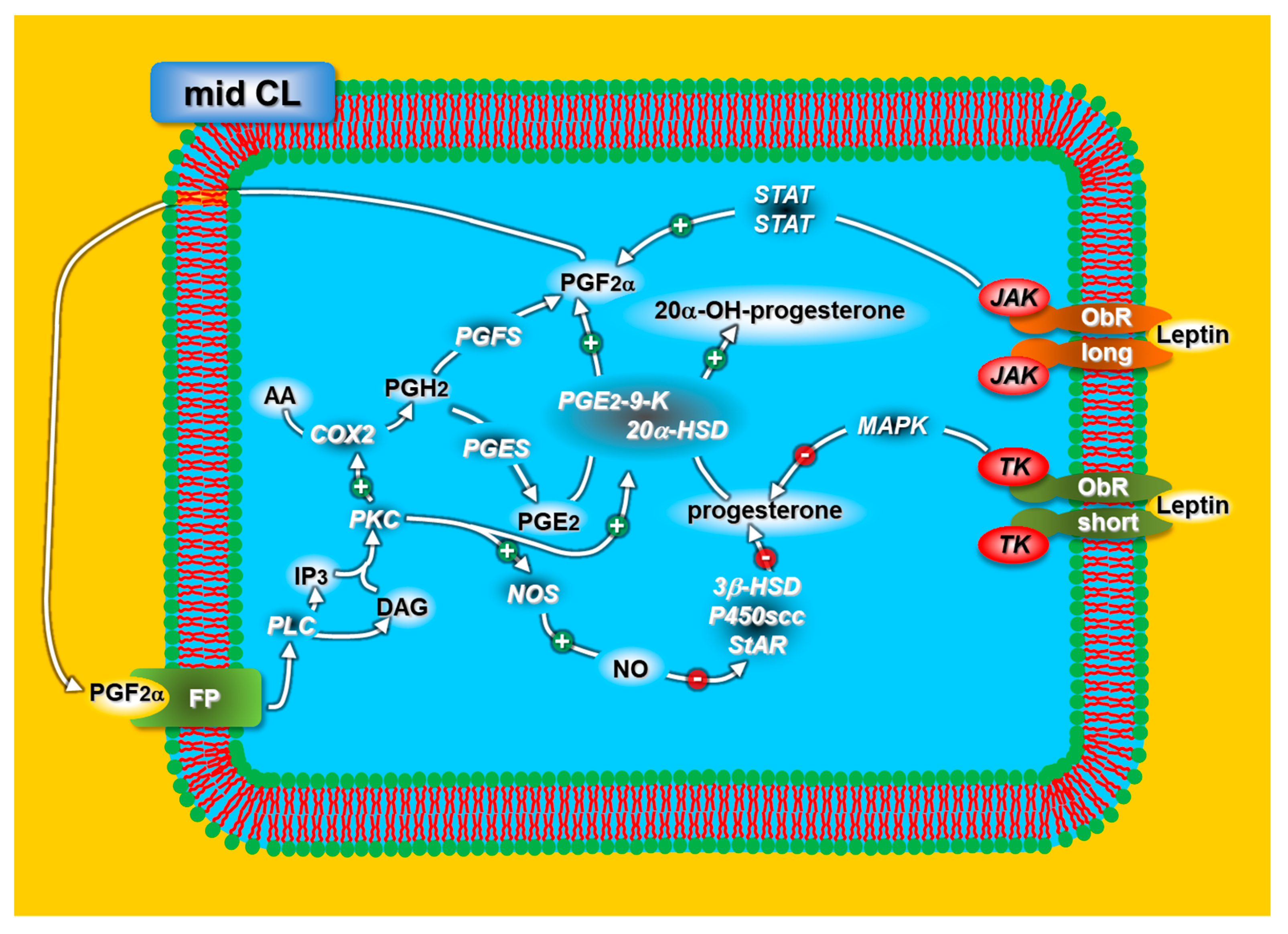 Animals 11 00296 g002 Animals 11 00296 g002