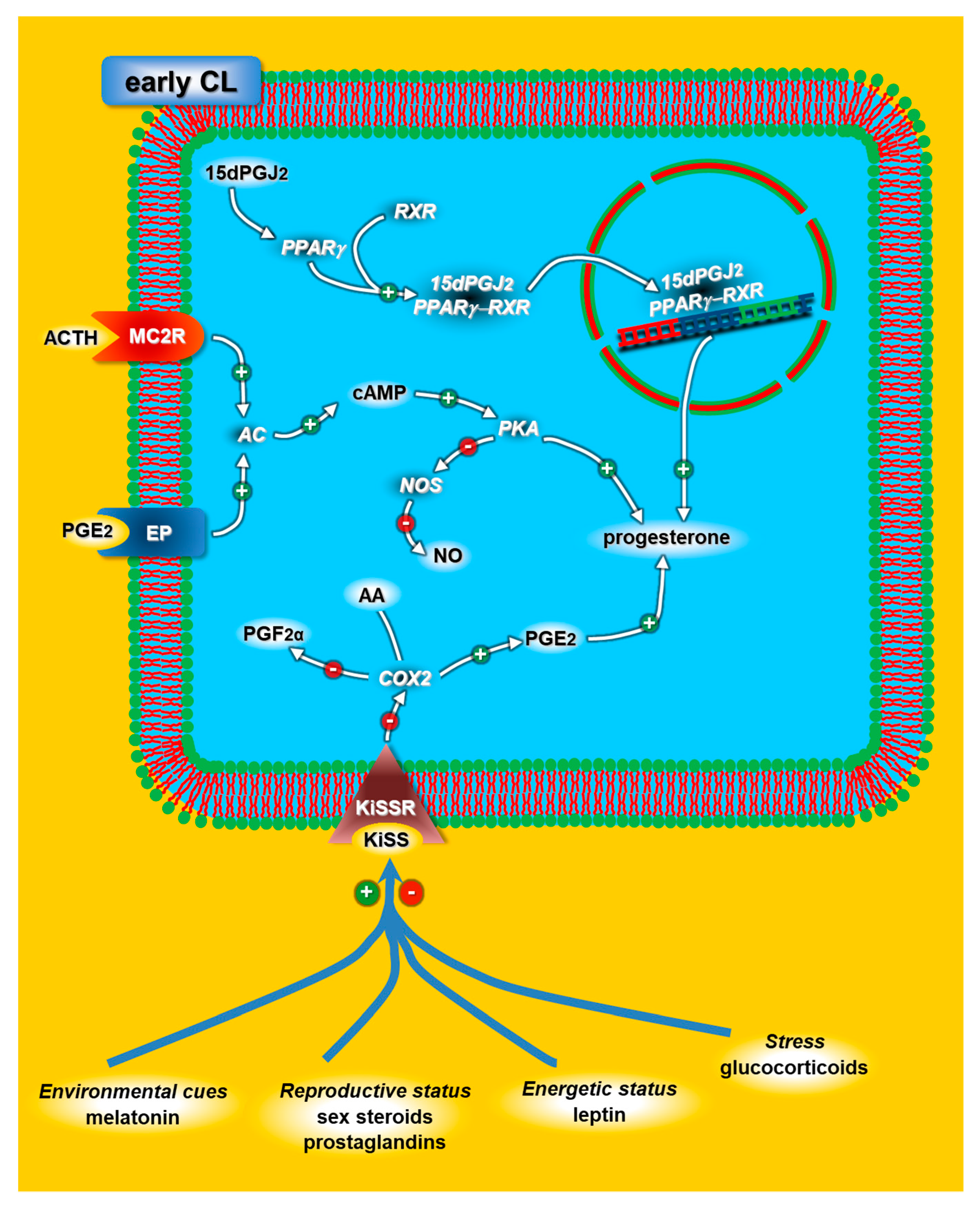 Animals 11 00296 g004 Animals 11 00296 g004