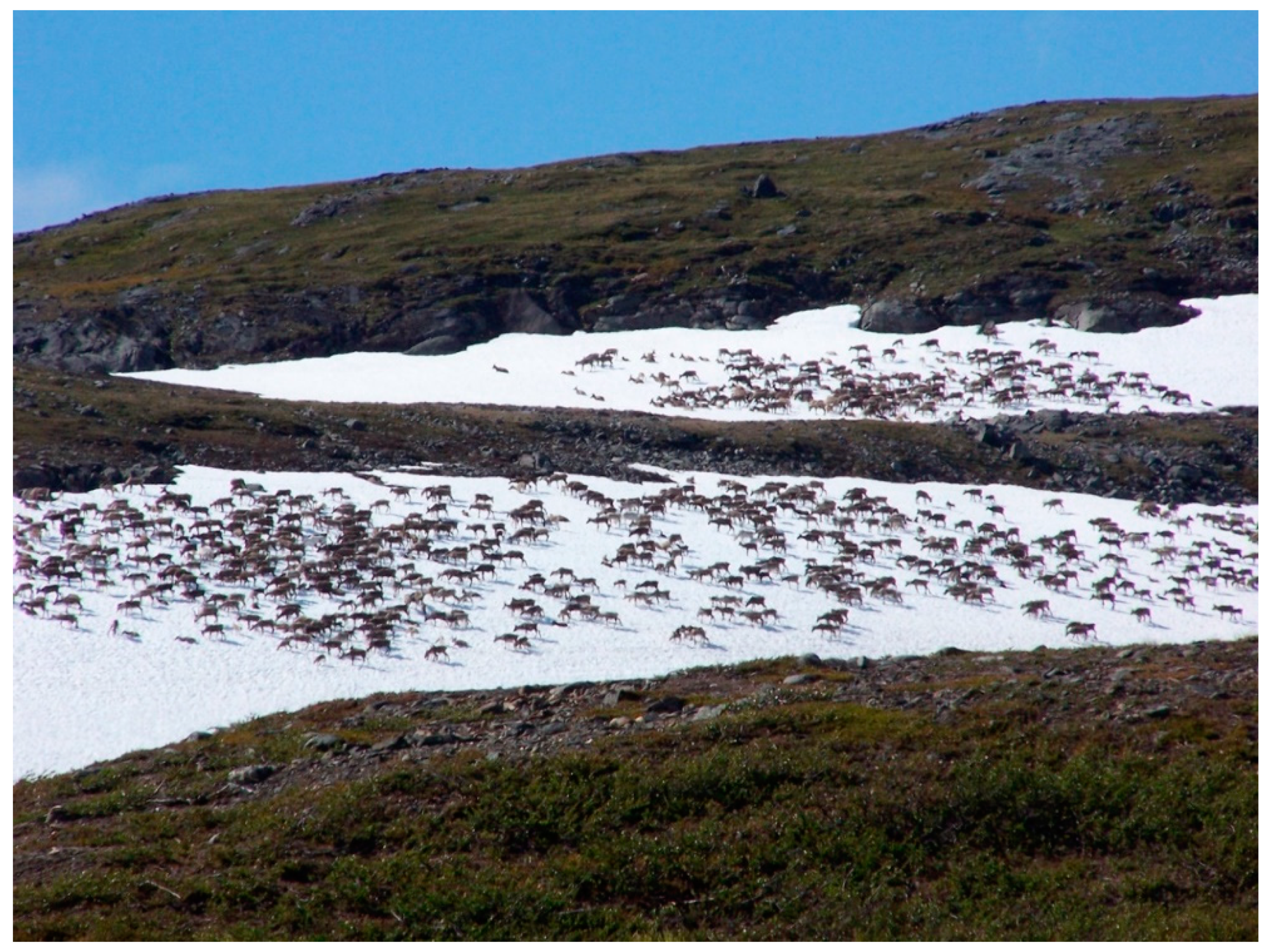 Animals 11 00297 g002