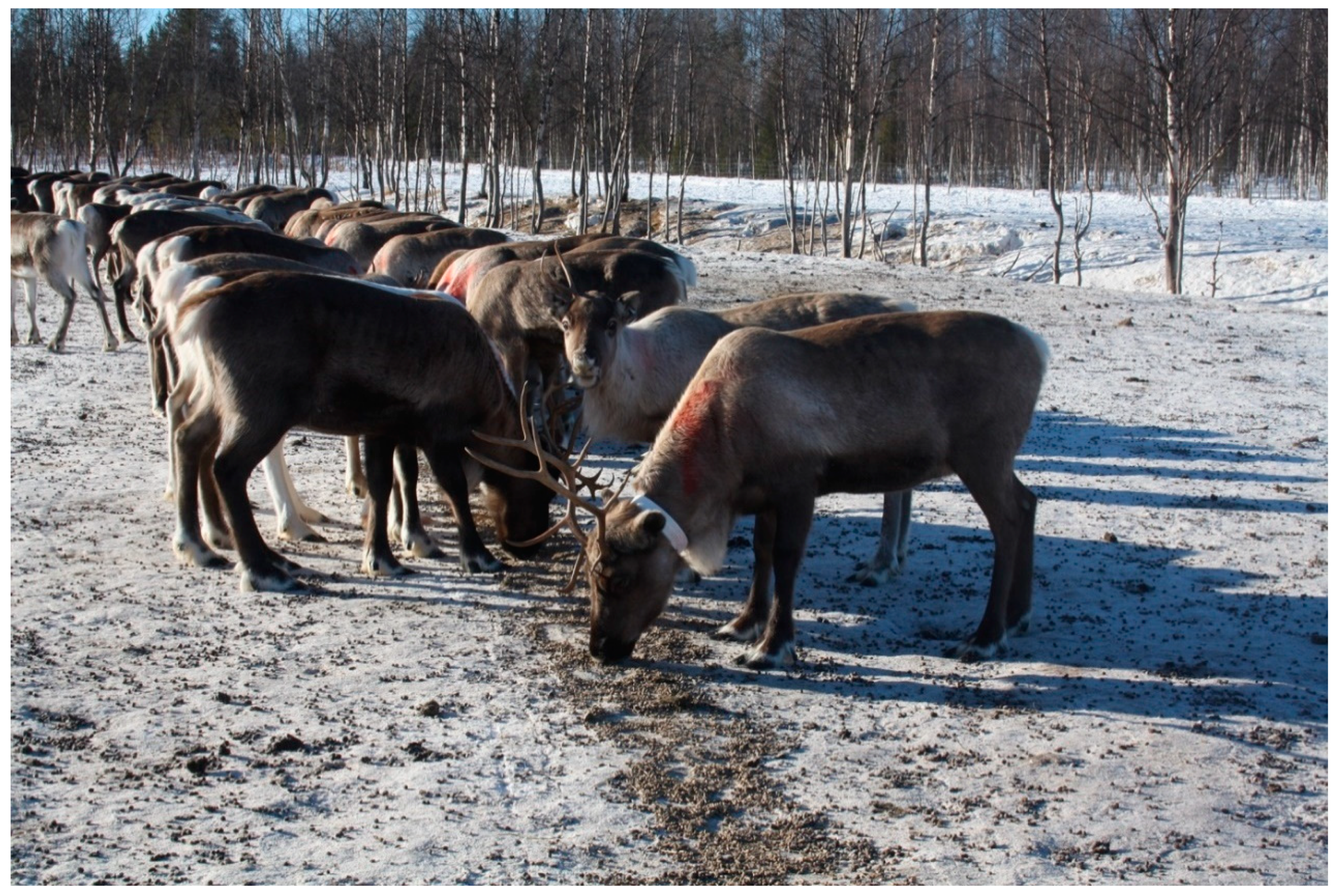 Animals 11 00297 g003