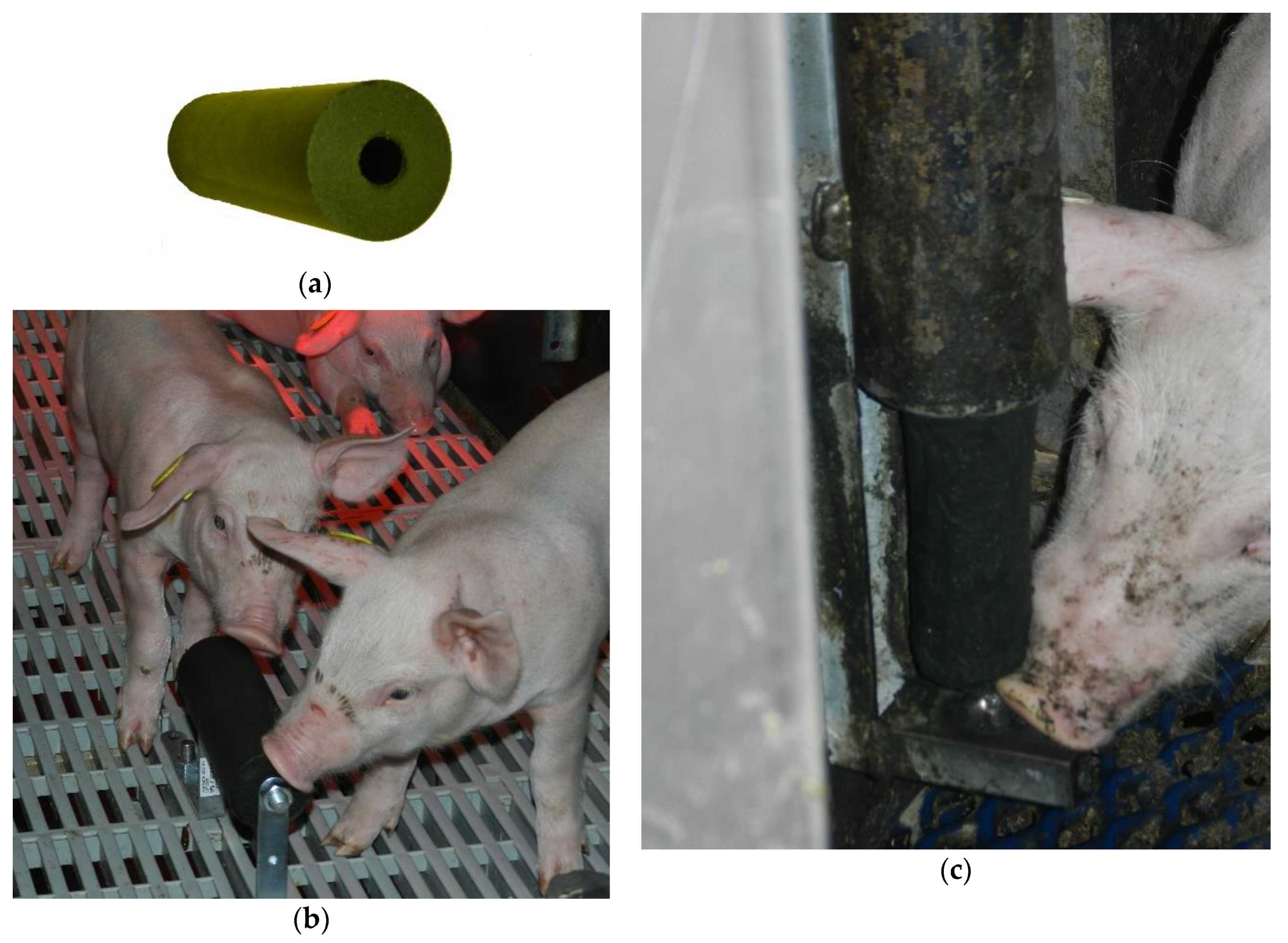 Animals 11 00315 g001