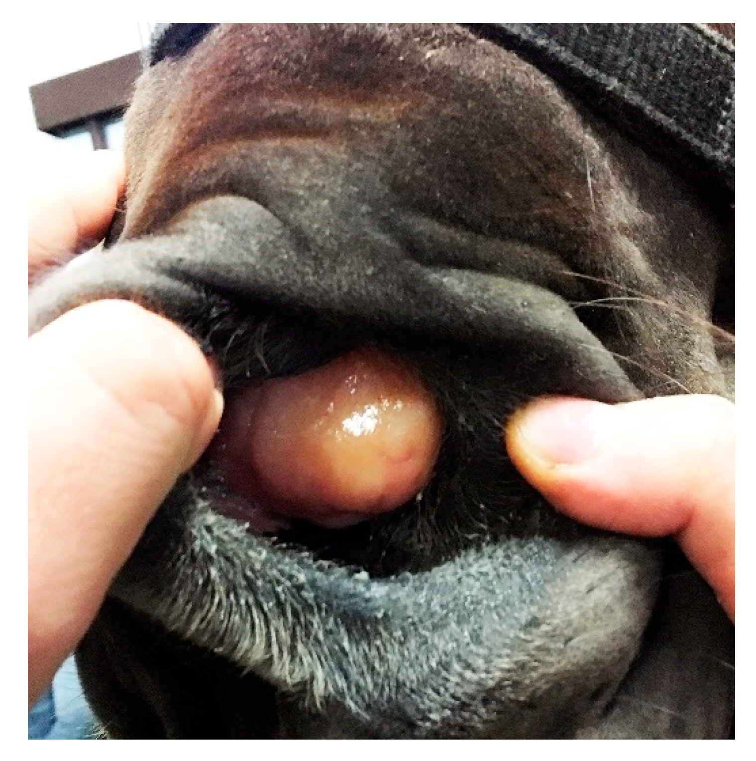 Animals 11 00317 g001