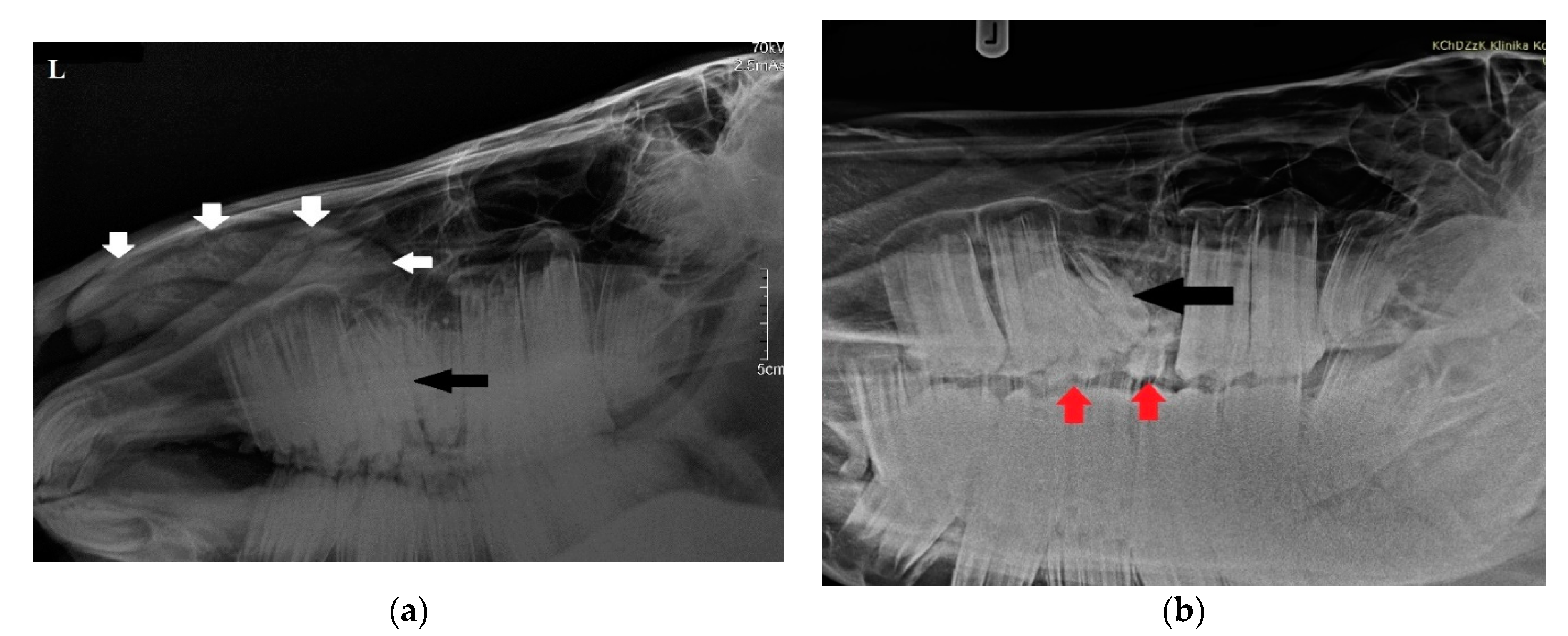 Animals 11 00317 g002