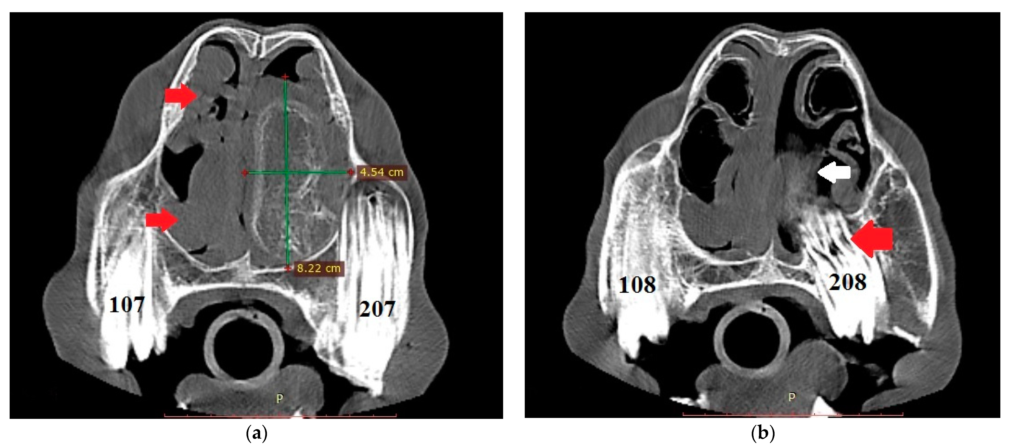 Animals 11 00317 g004