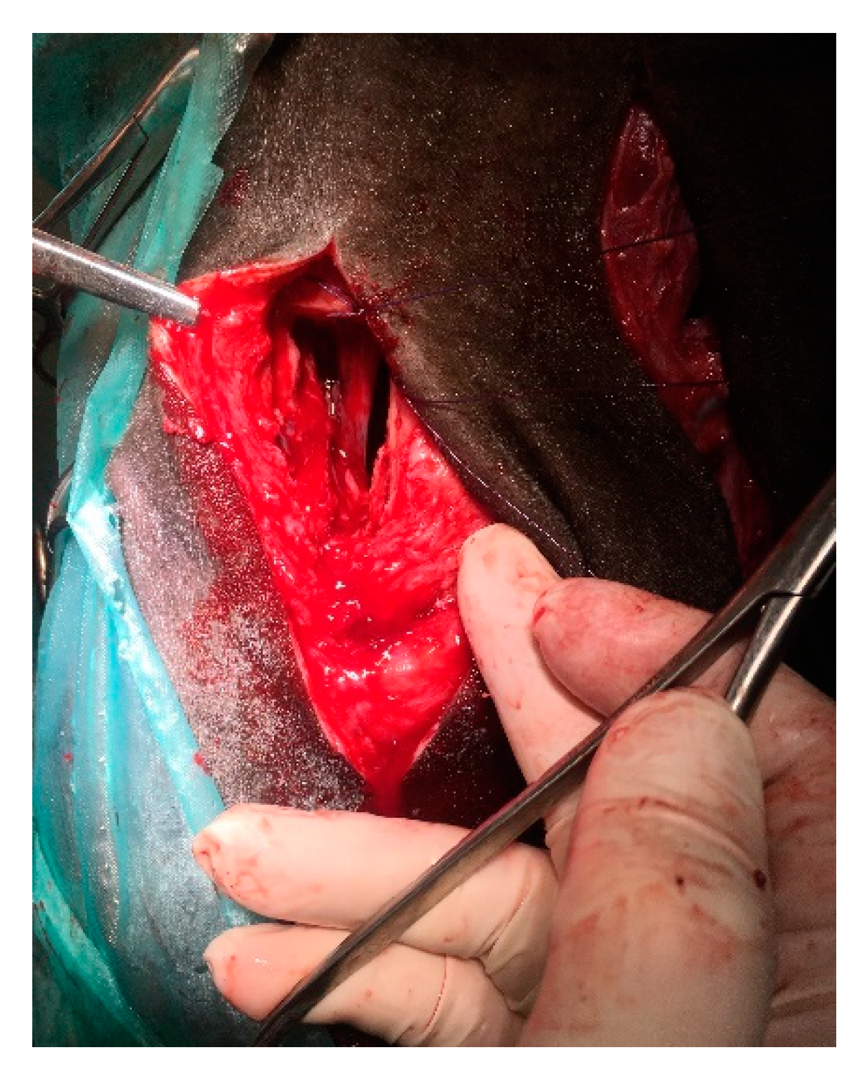 Animals 11 00317 g005