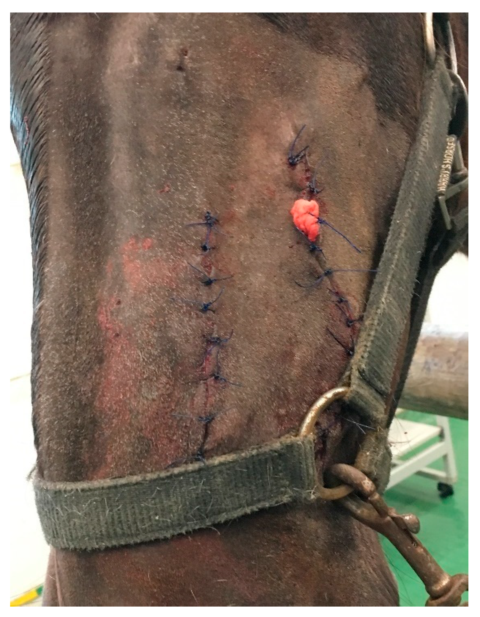 Animals 11 00317 g007