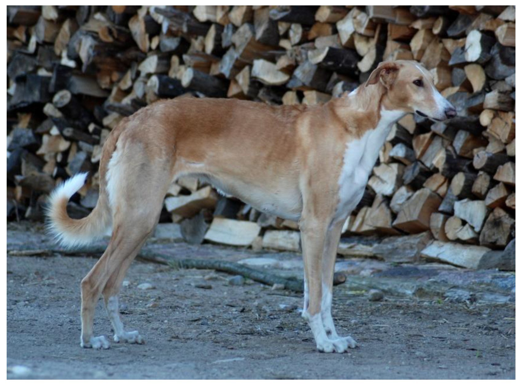 Animals Free Full-Text Pedigree and Molecular Analyses in the Assessment of Genetic Variability of the Polish Greyhound picture