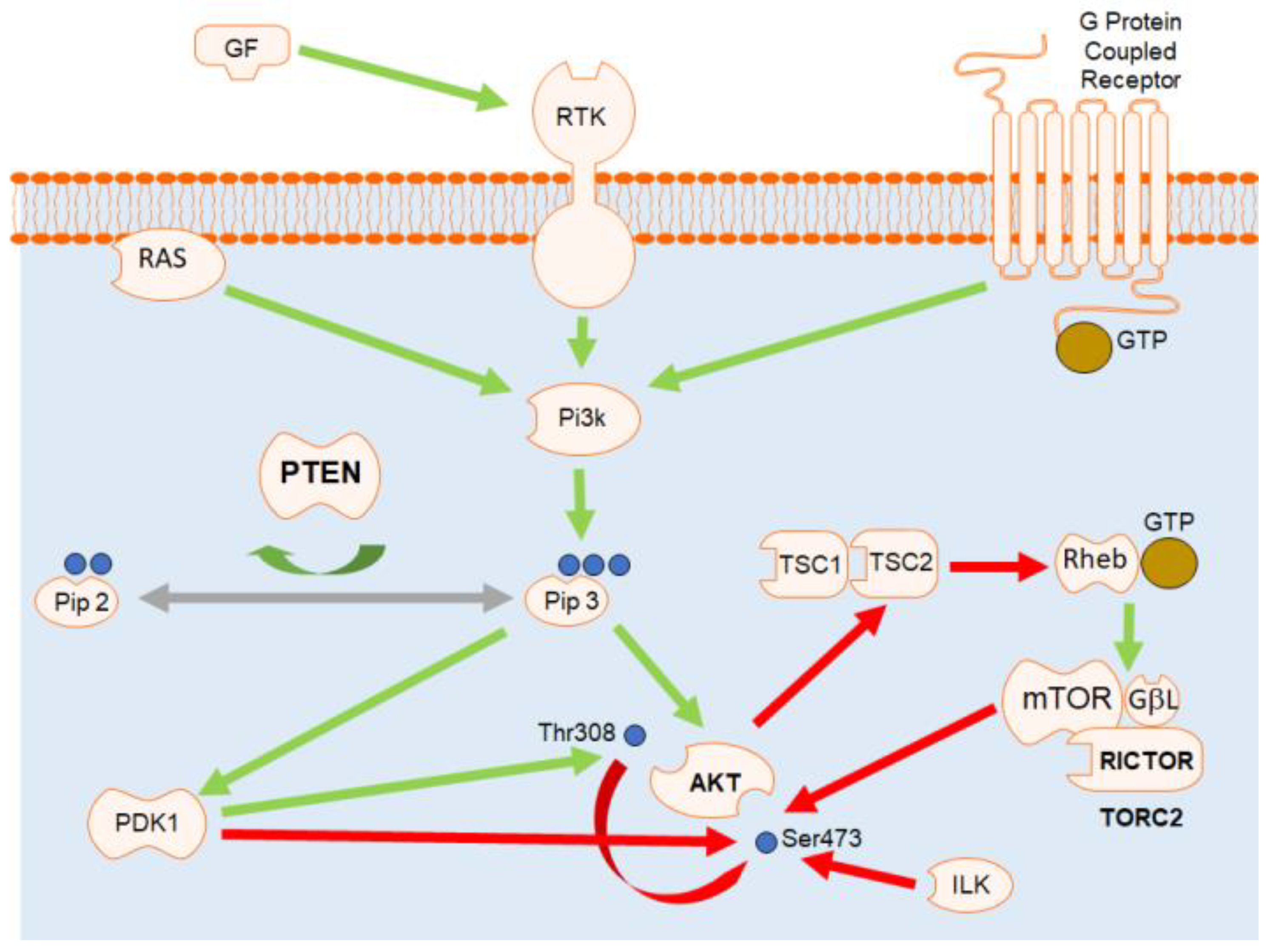 Animals 11 00365 g001 Animals 11 00365 g001