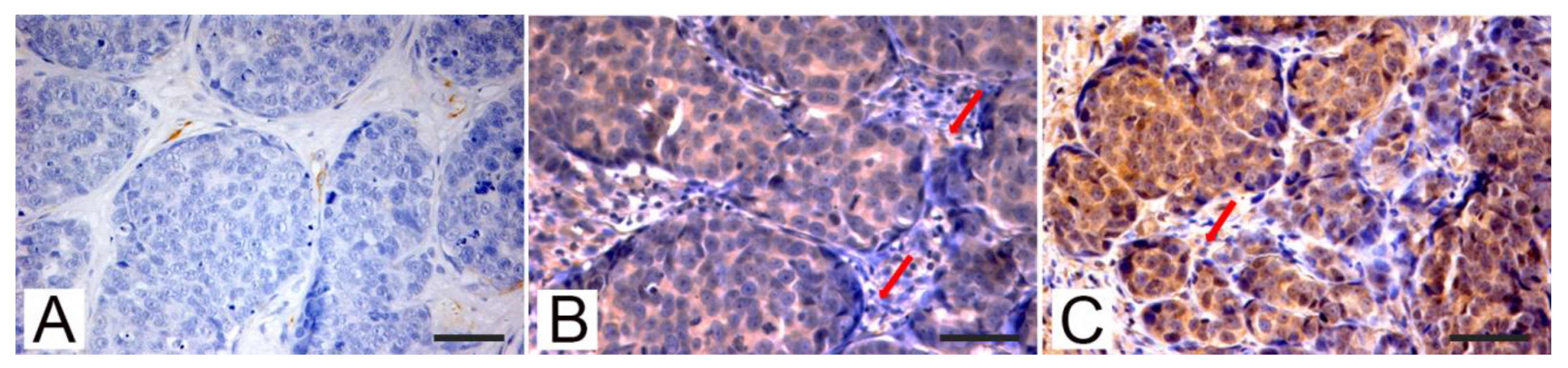 Animals 11 00365 g003 Animals 11 00365 g003