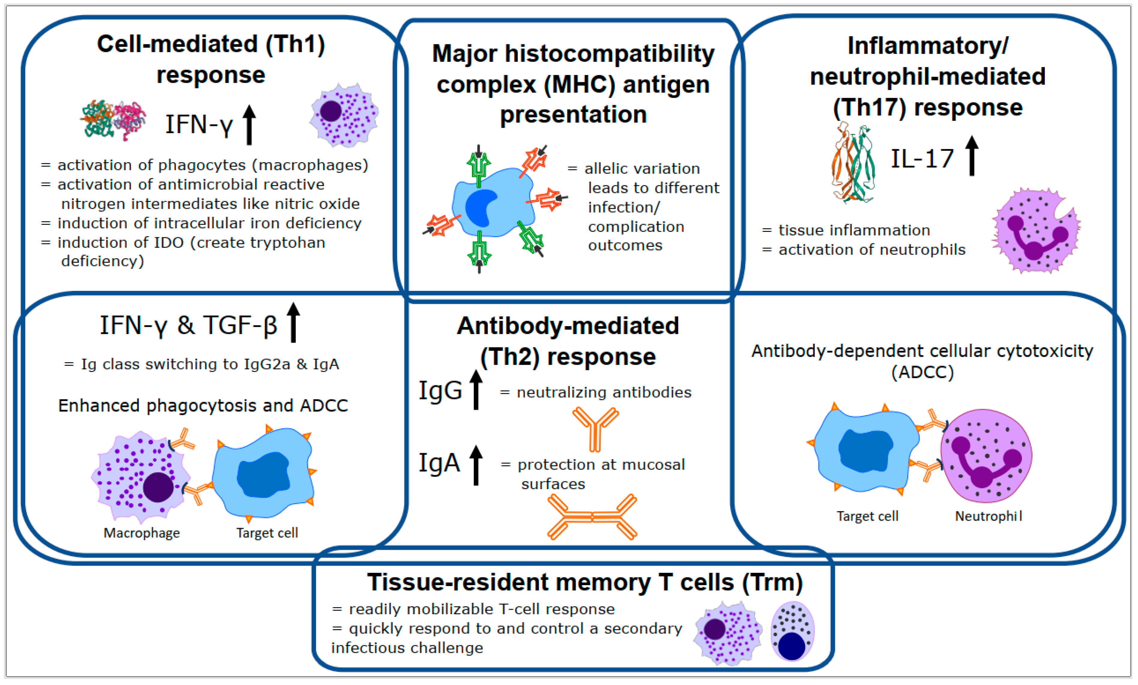 Animals 11 00380 g002