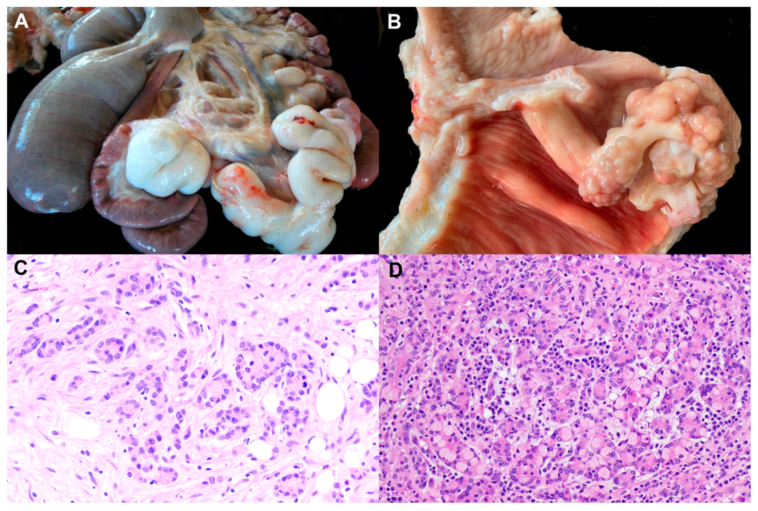 Animals 11 00381 g001