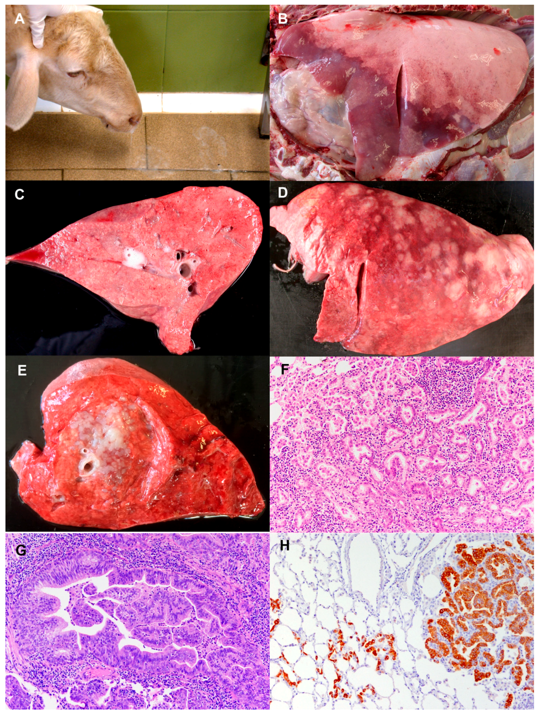 Animals 11 00381 g002