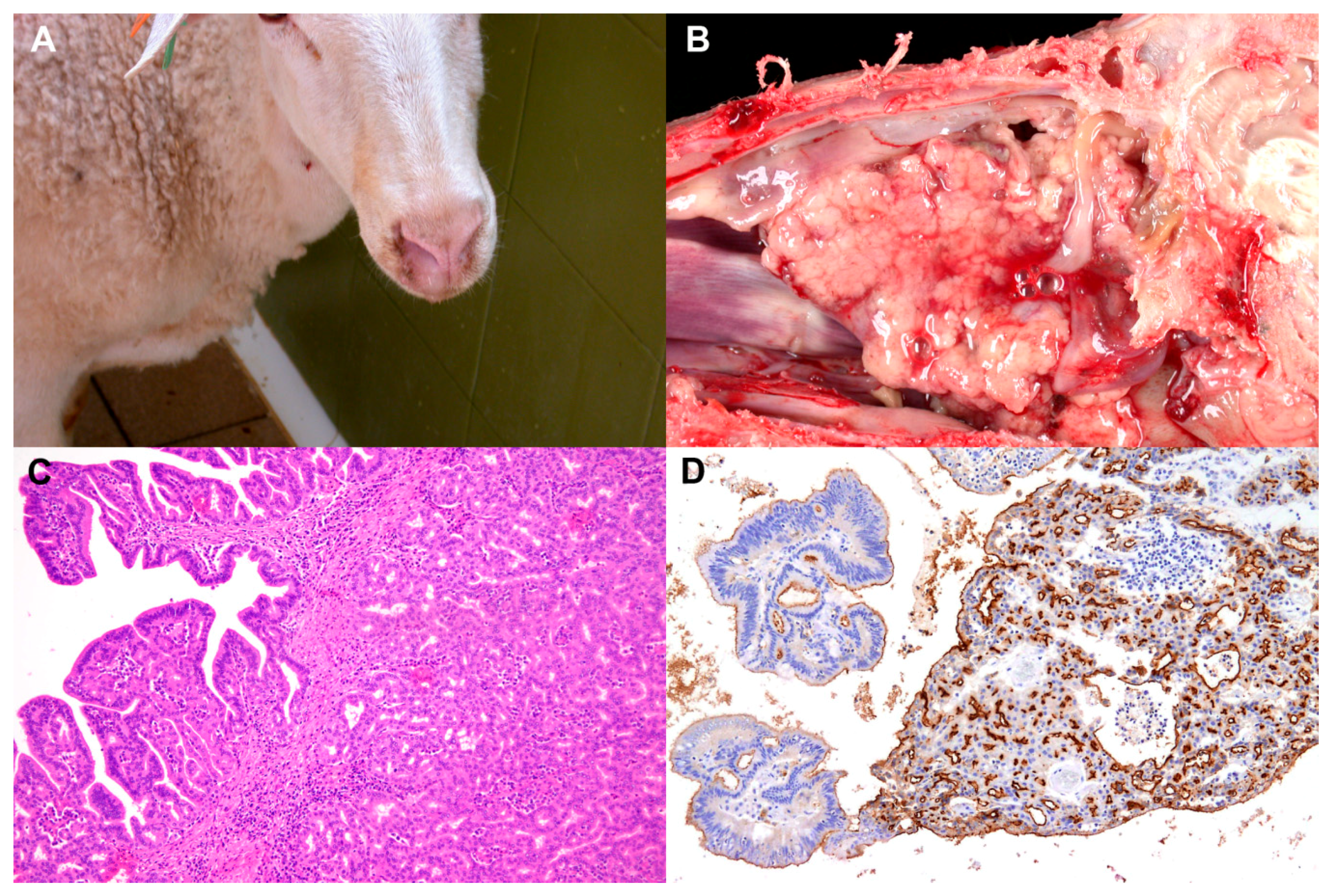 Animals 11 00381 g003