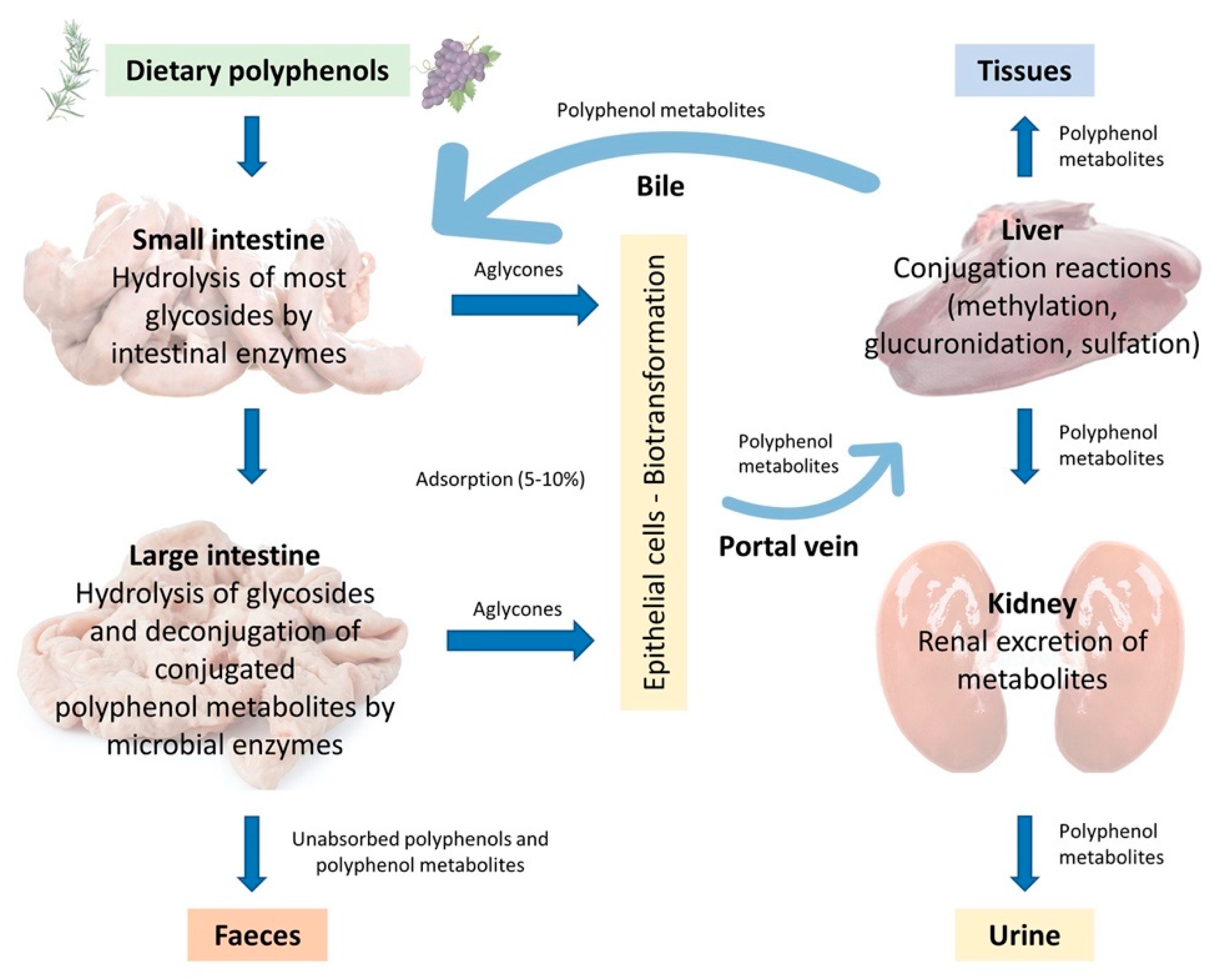 Animals 11 00401 g003 Animals 11 00401 g003