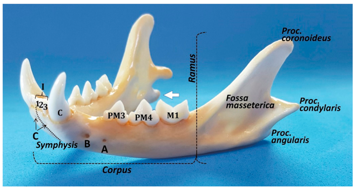 cat teeth anatomy