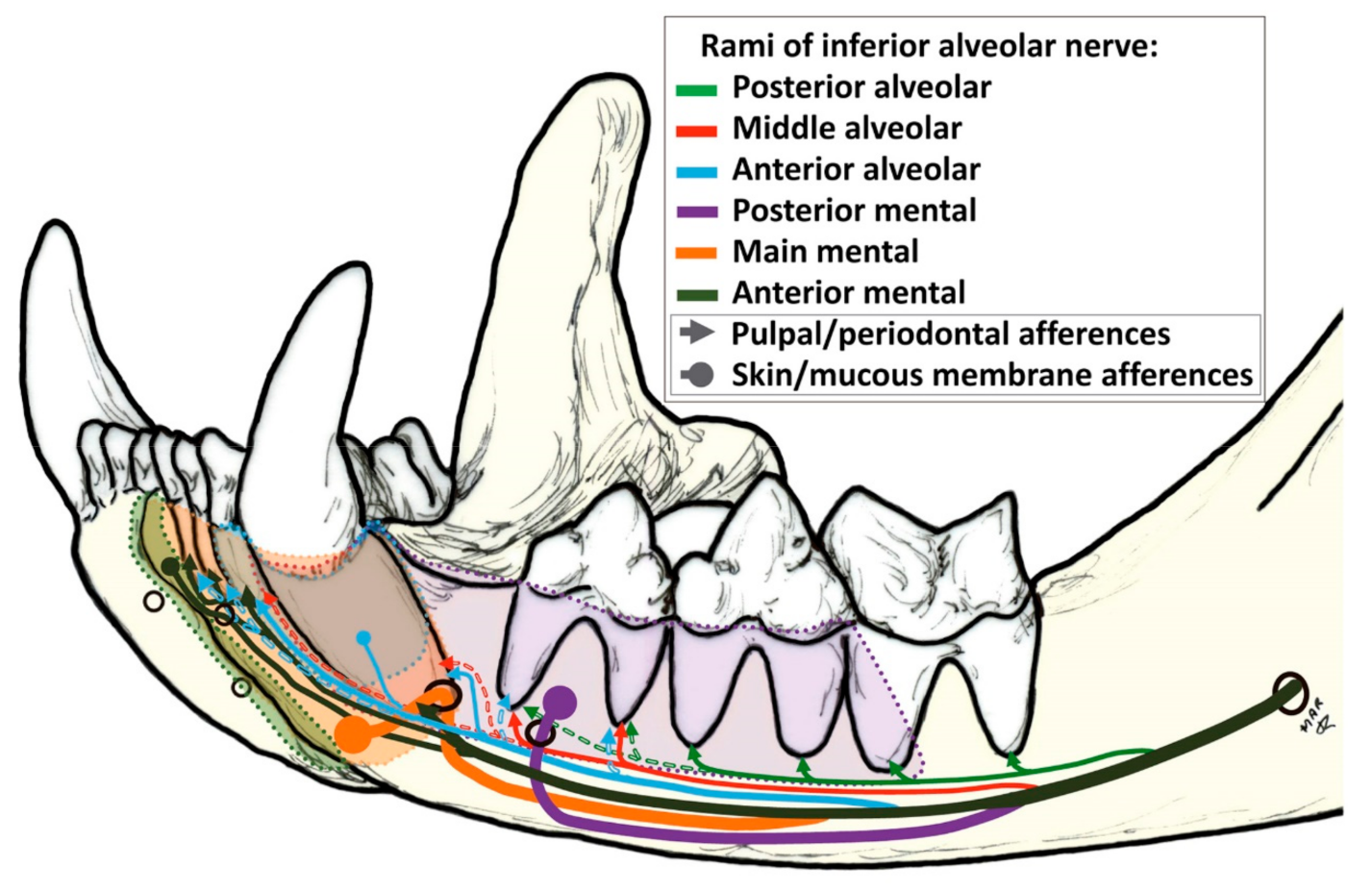 Animals | Free Full-Text | The Cat Mandible (I): Anatomical Basis to Avoid Iatrogenic Damage in Veterinary Clinical Practice Animals | Free Full-Text | The Cat Mandible (I): Anatomical Basis to Avoid Iatrogenic Damage in Veterinary Clinical Practice