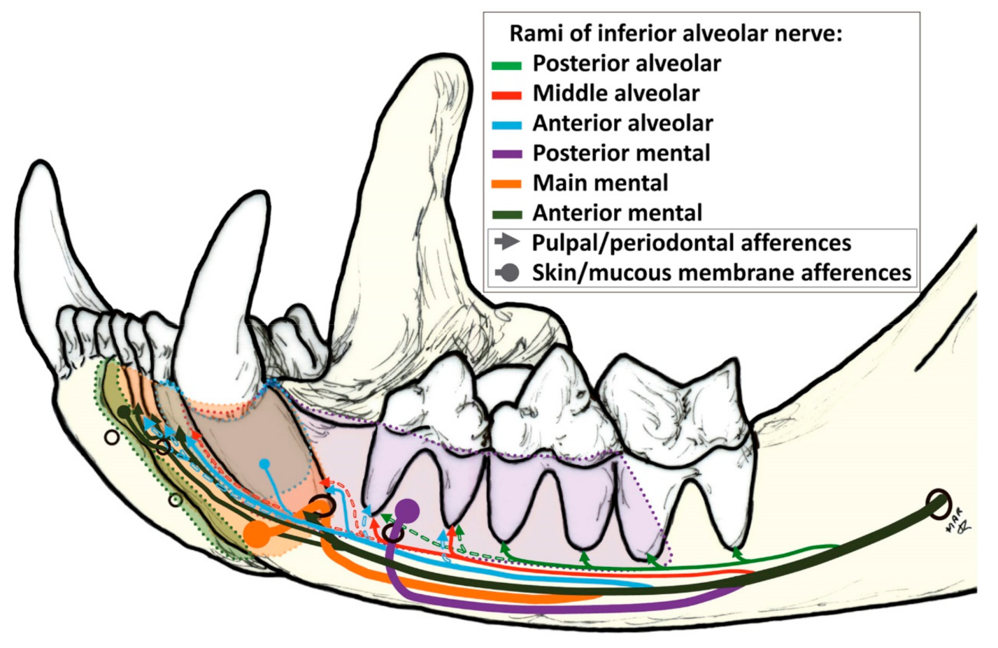 Cat Teeth Anatomy