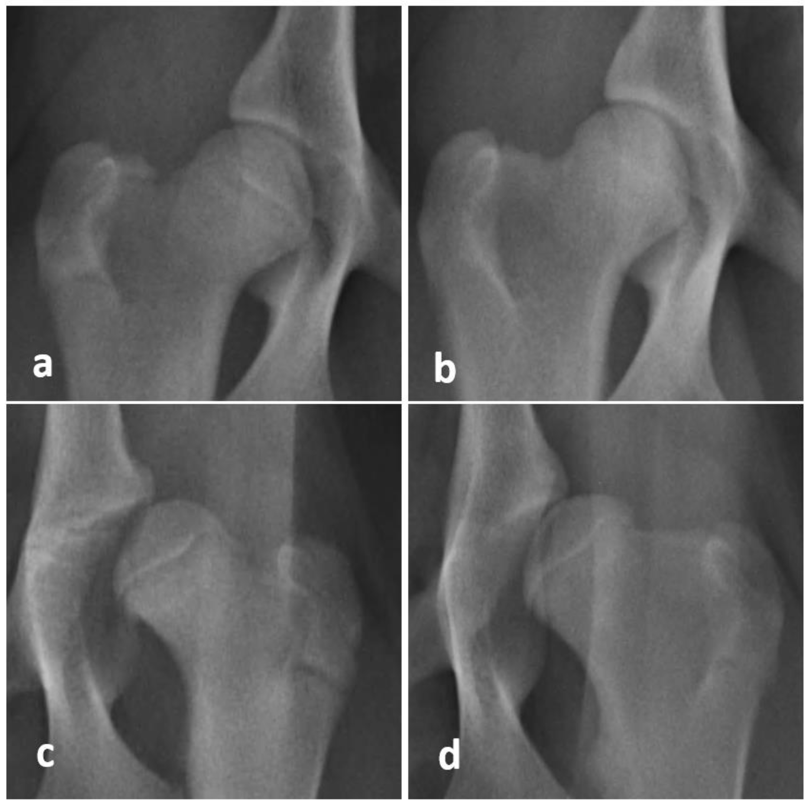 Animals 11 00416 g001 Animals 11 00416 g001