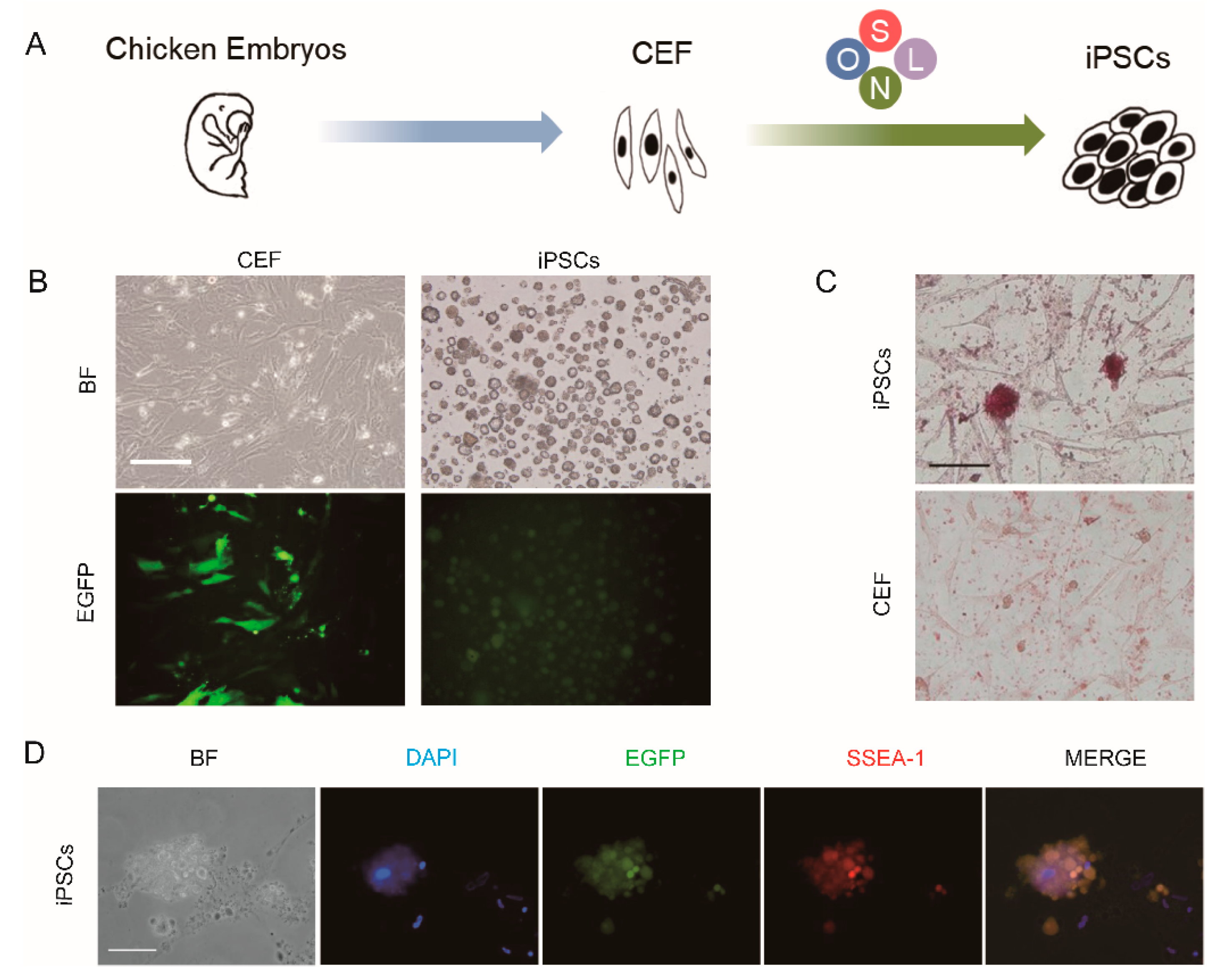 Animals 11 00425 g001 Animals 11 00425 g001