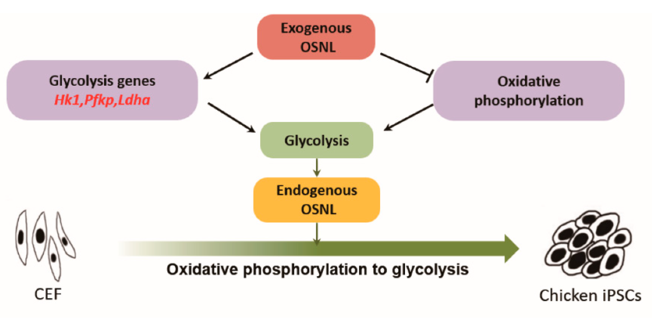 Animals 11 00425 g008 Animals 11 00425 g008