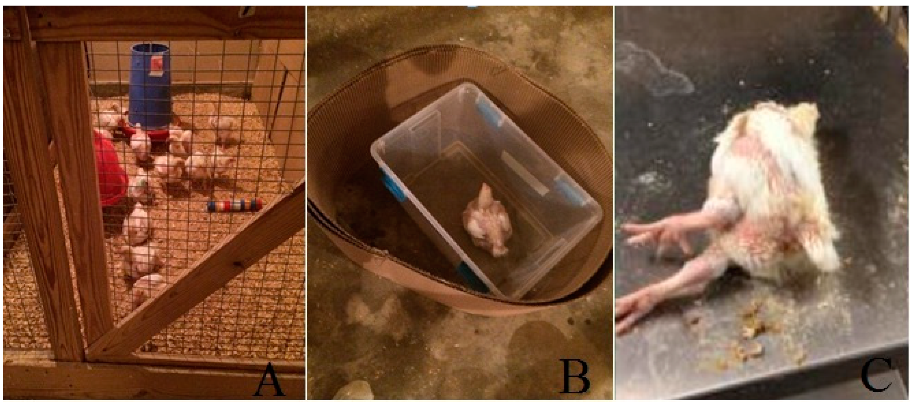 Animals 11 00427 g002 Animals 11 00427 g002