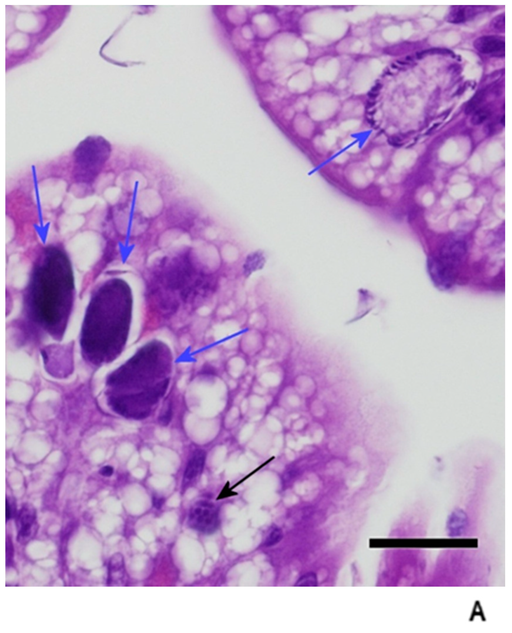 Animals 11 00438 g005a