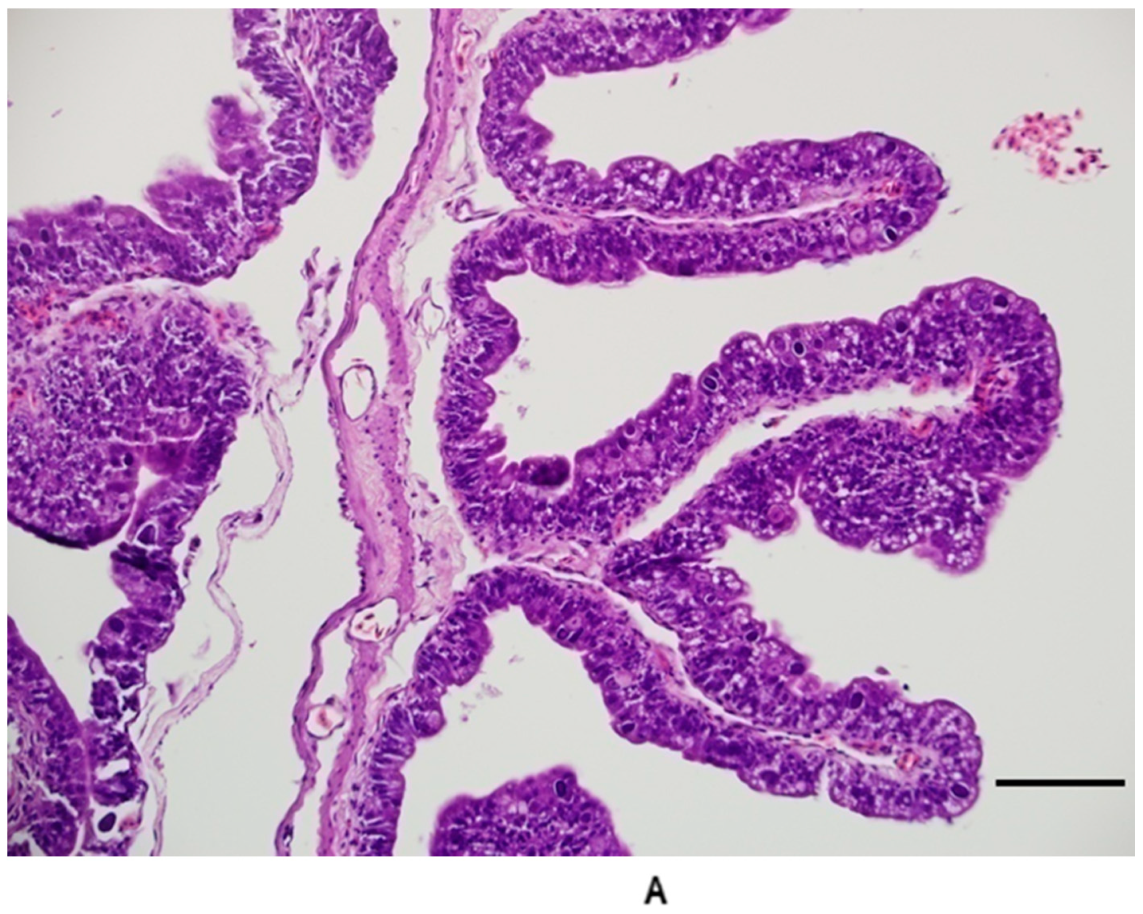 Animals 11 00438 g007a