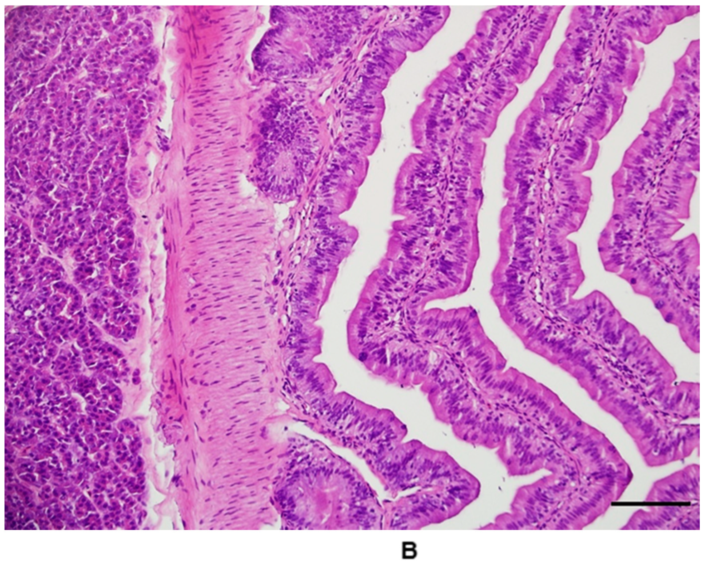 Animals 11 00438 g007b