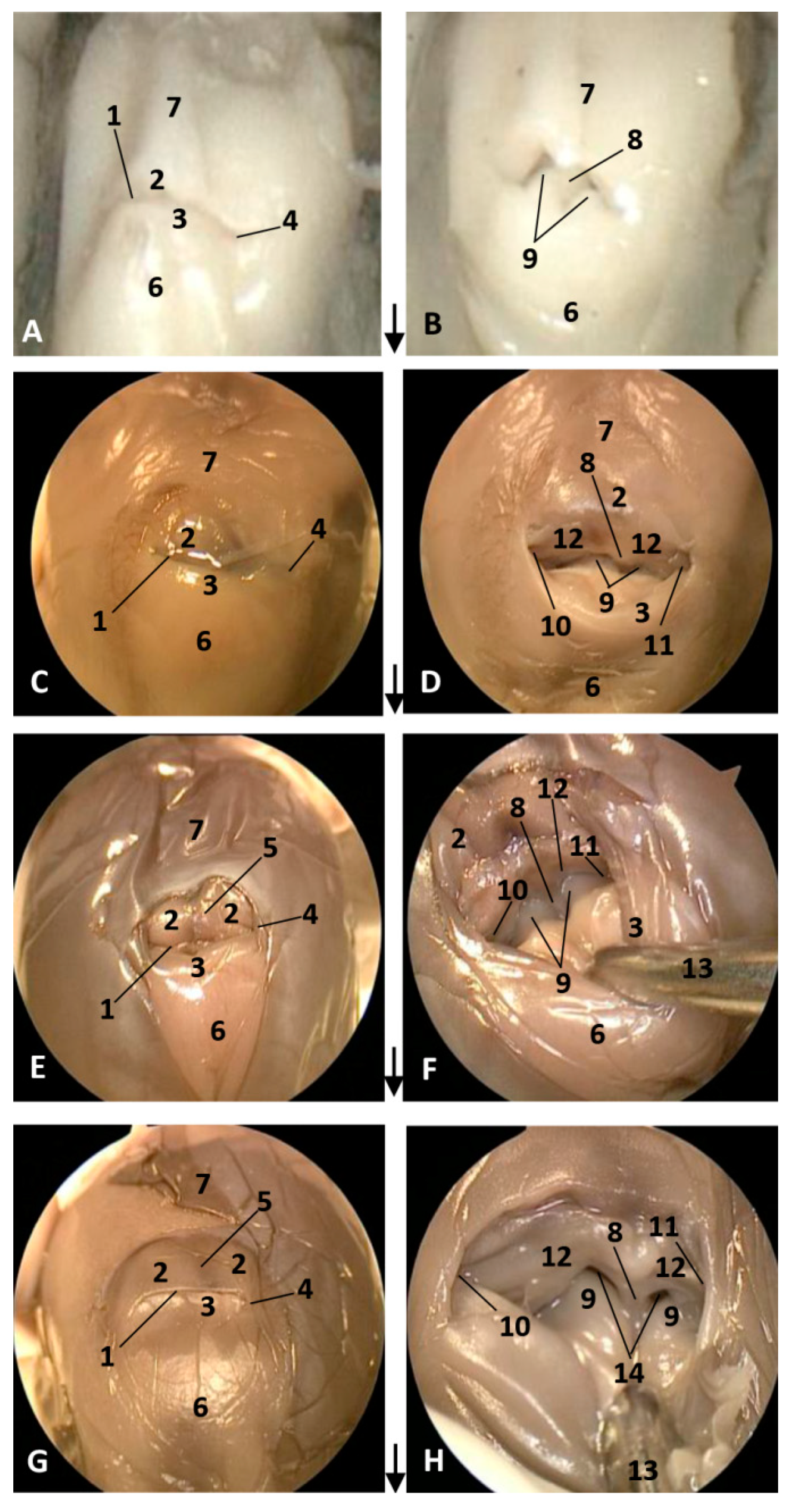 Animals 11 00441 g001