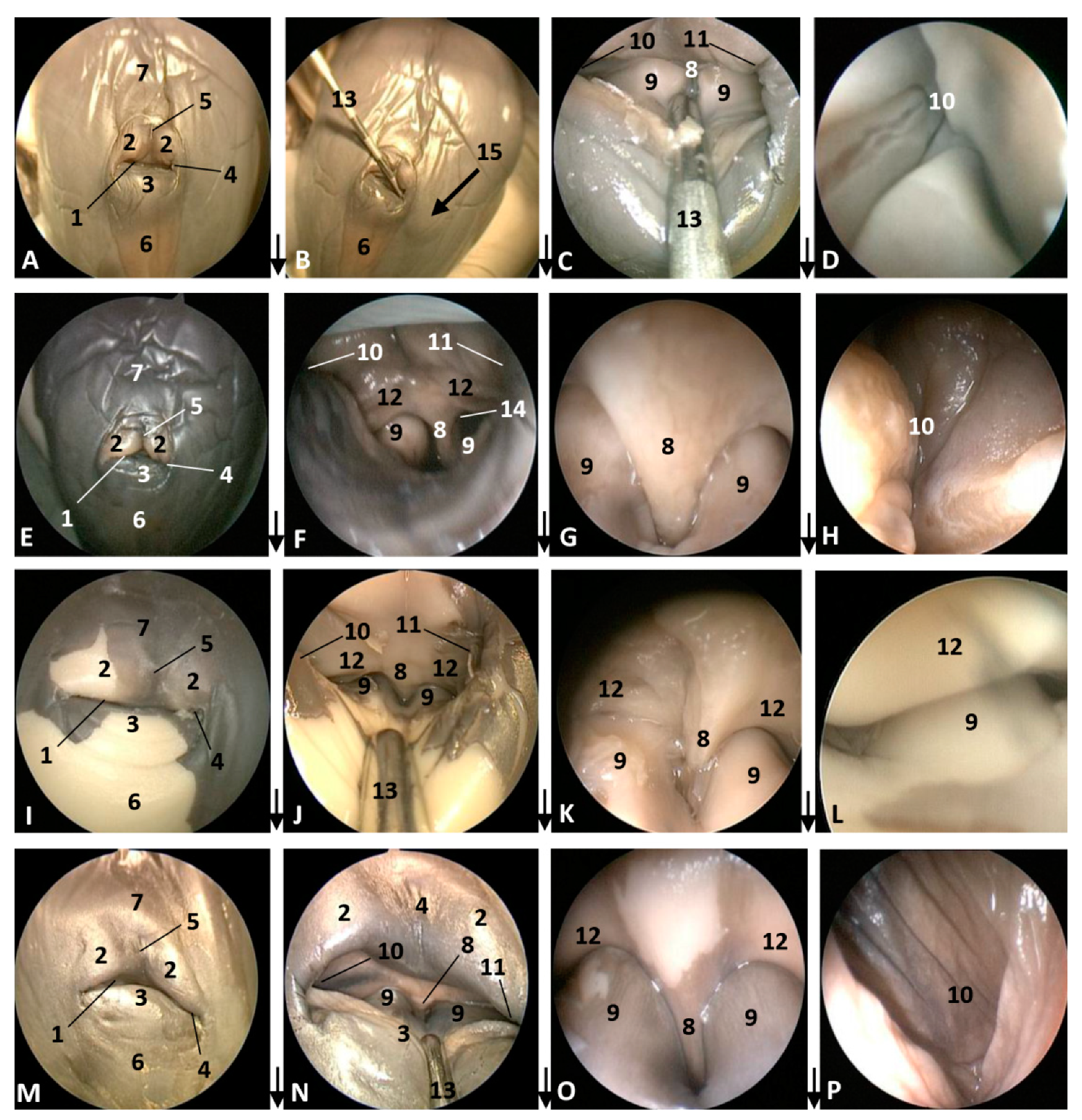 Animals 11 00441 g003