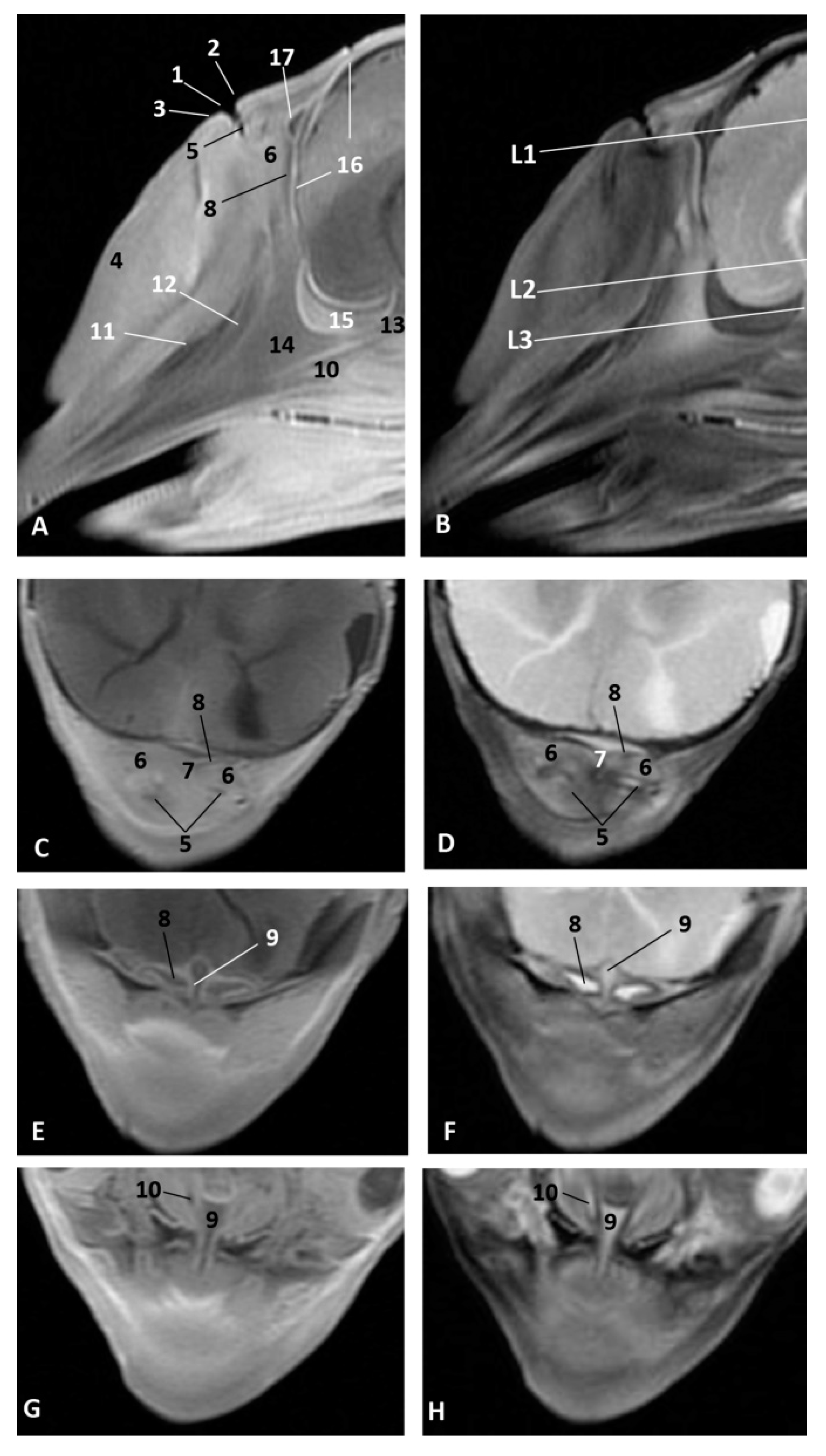 Animals 11 00441 g012