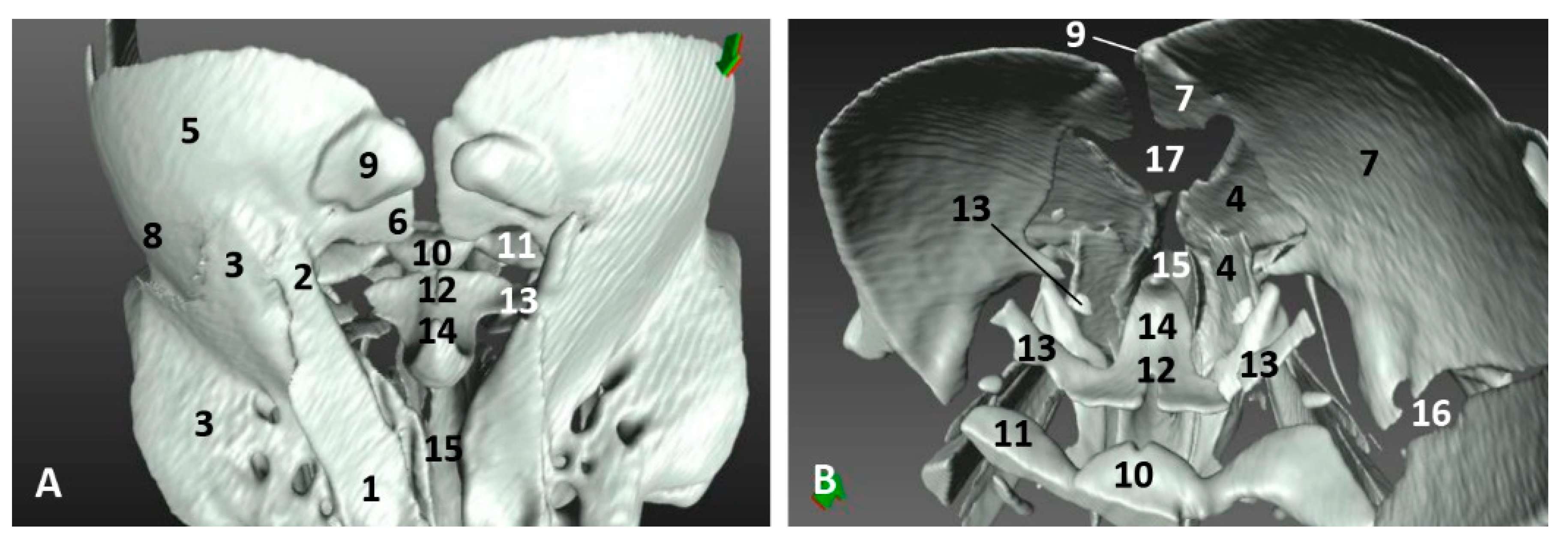 Animals 11 00441 g015
