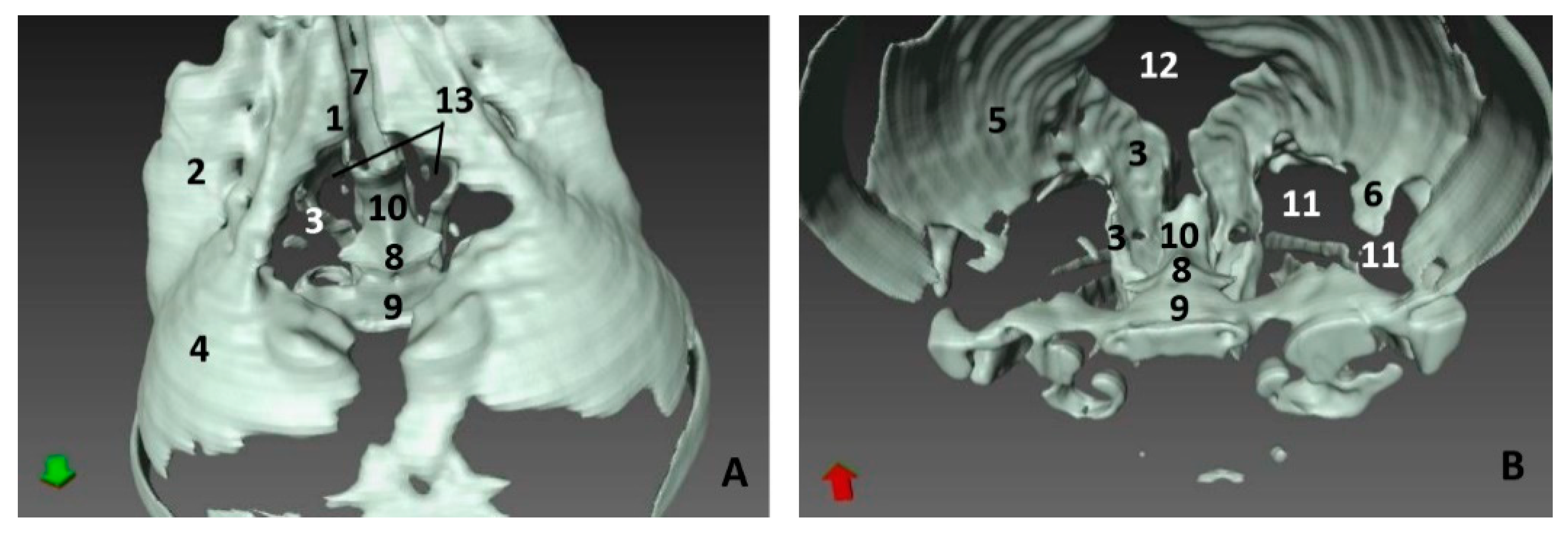Animals Free Full Text Comparative Anatomy Of The Nasal Cavity In The Common Dolphin Delphinus Delphis L Striped Dolphin Stenella Coeruleoalba M And Pilot Whale Globicephala Melas T A Developmental Study