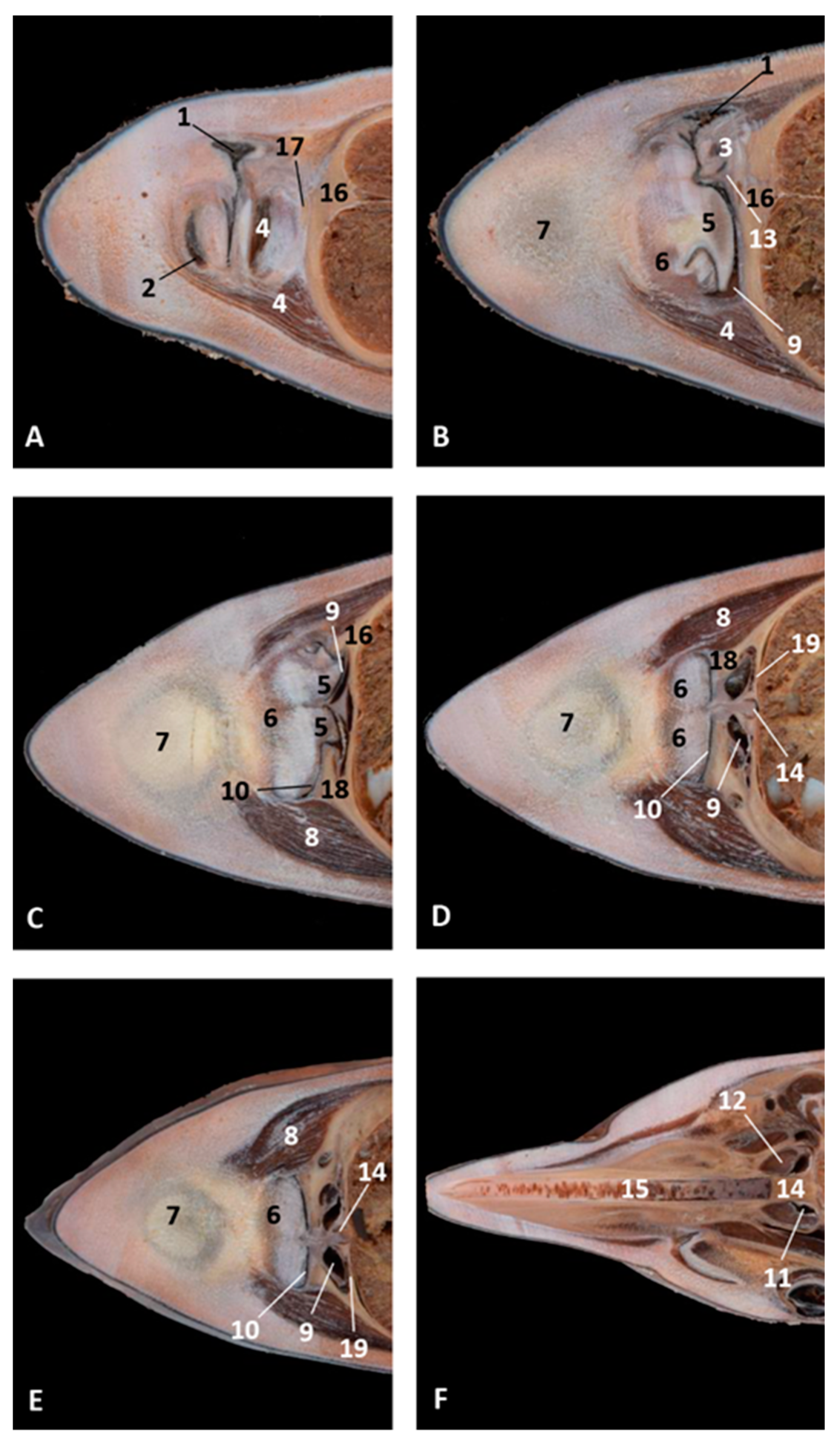 Animals 11 00441 g024