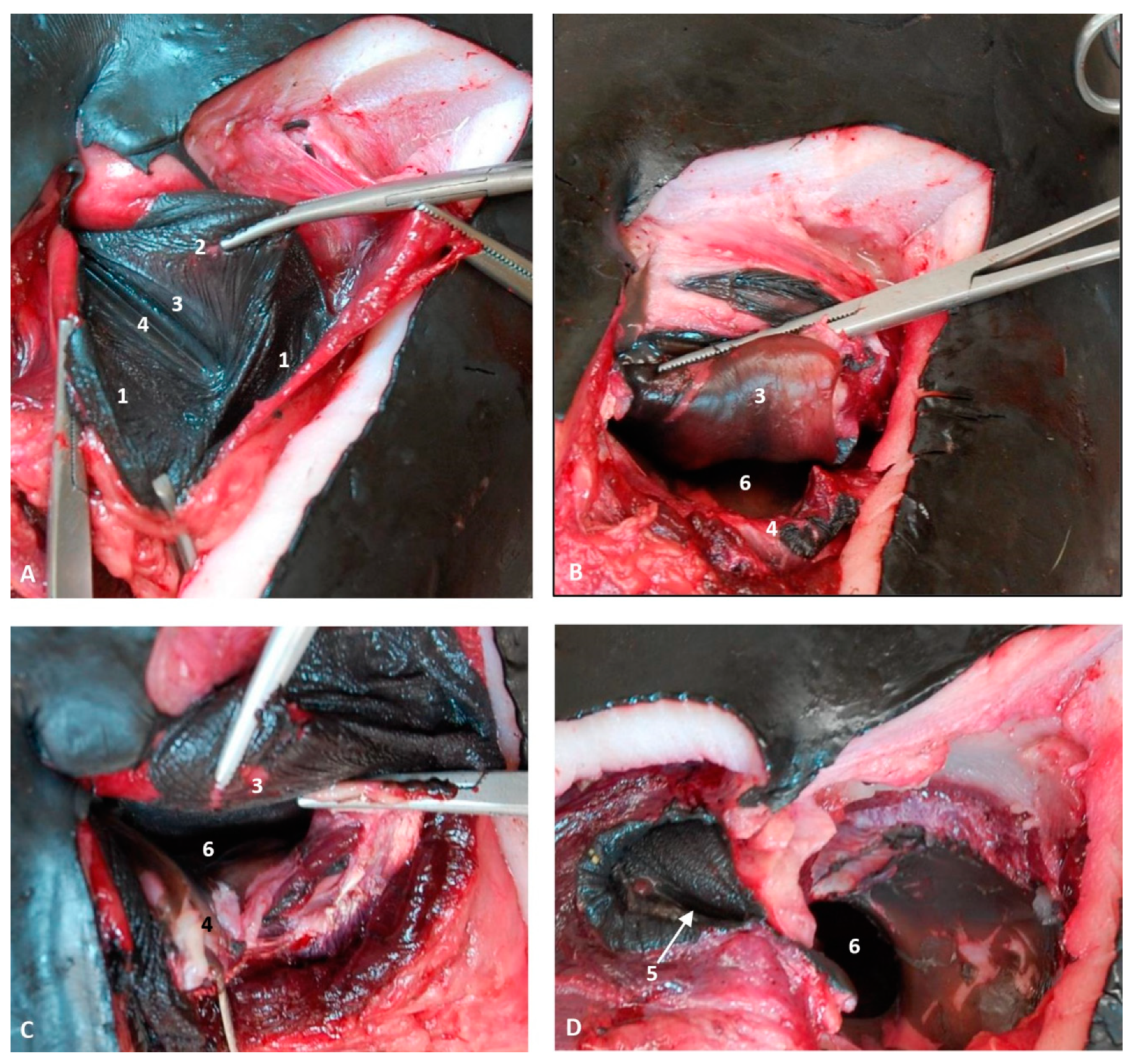 Animals 11 00441 g027