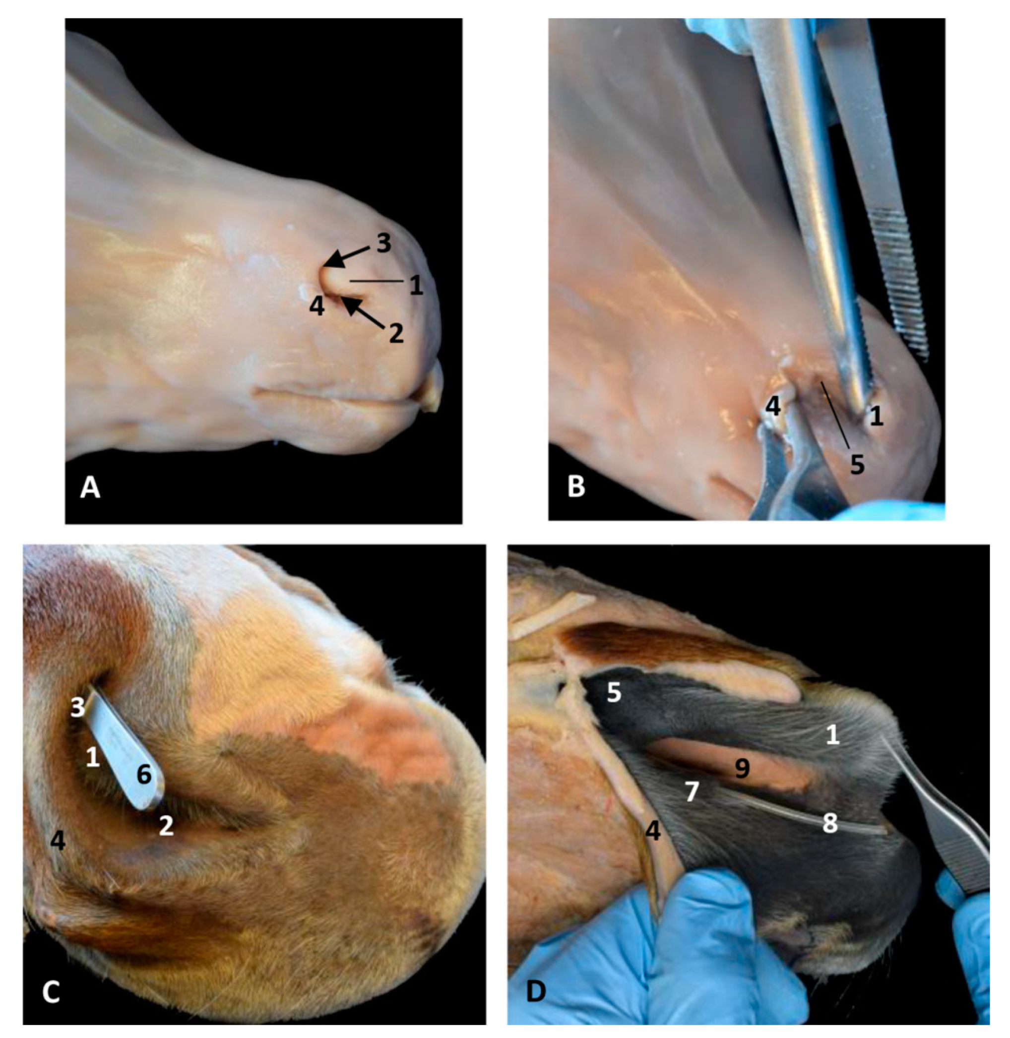 Animals 11 00441 g028