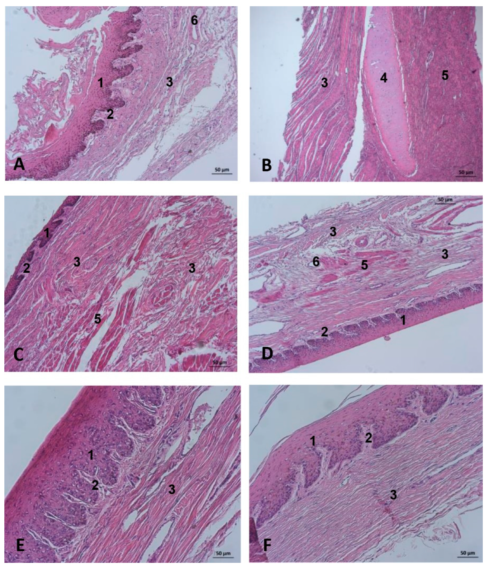 Animals 11 00441 g029