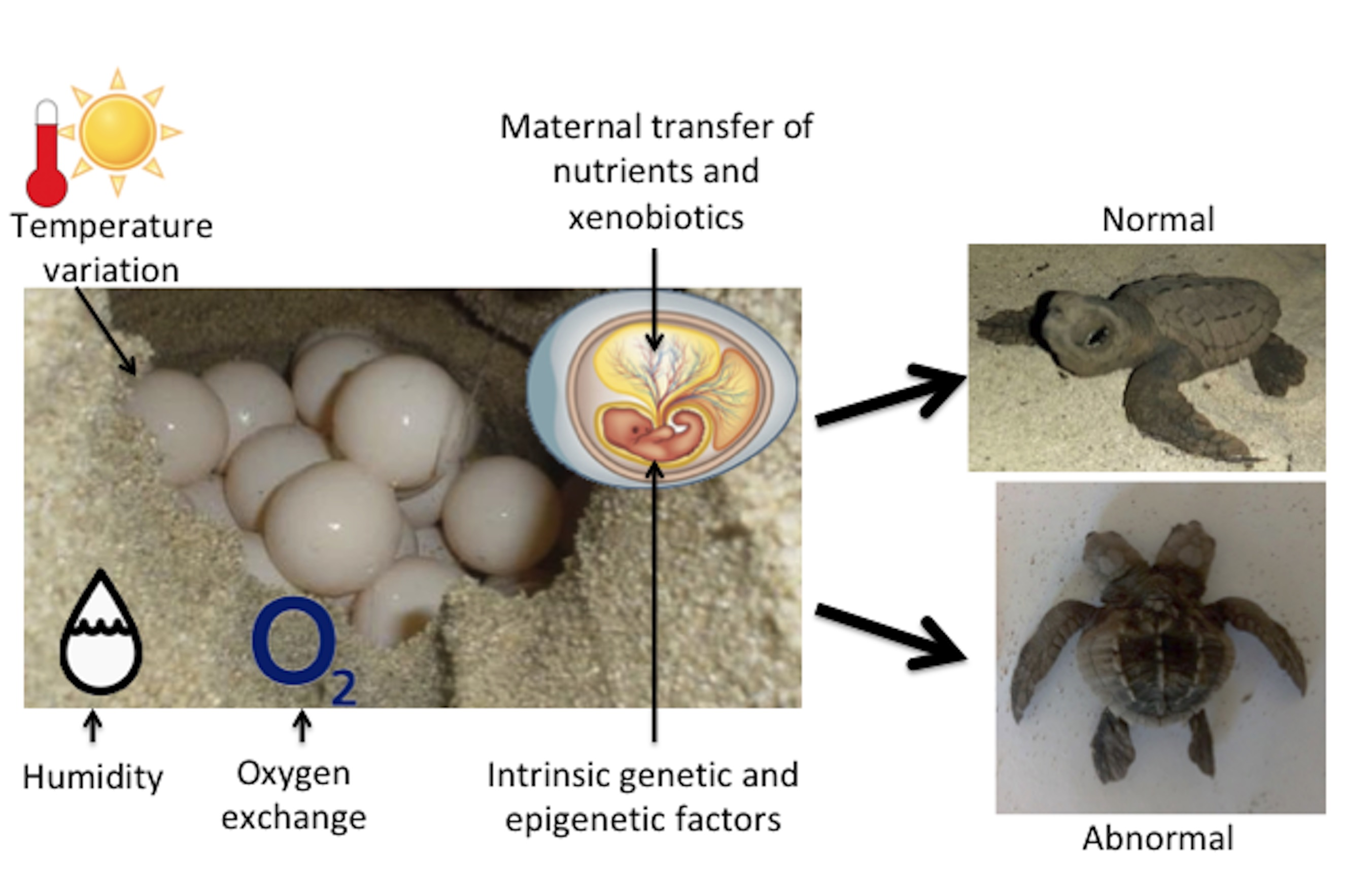 Animals Free Full Text Congenital Malformations In Sea Turtles Puzzling Interplay Between Genes And Environment Html