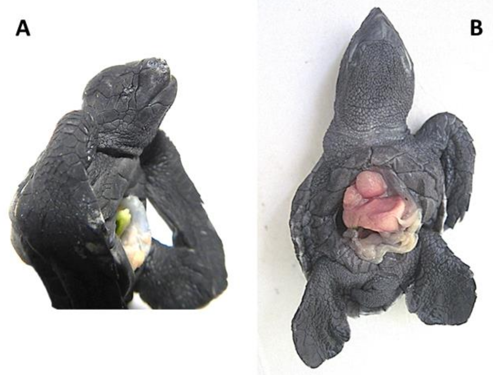 Animals 11 00444 g004