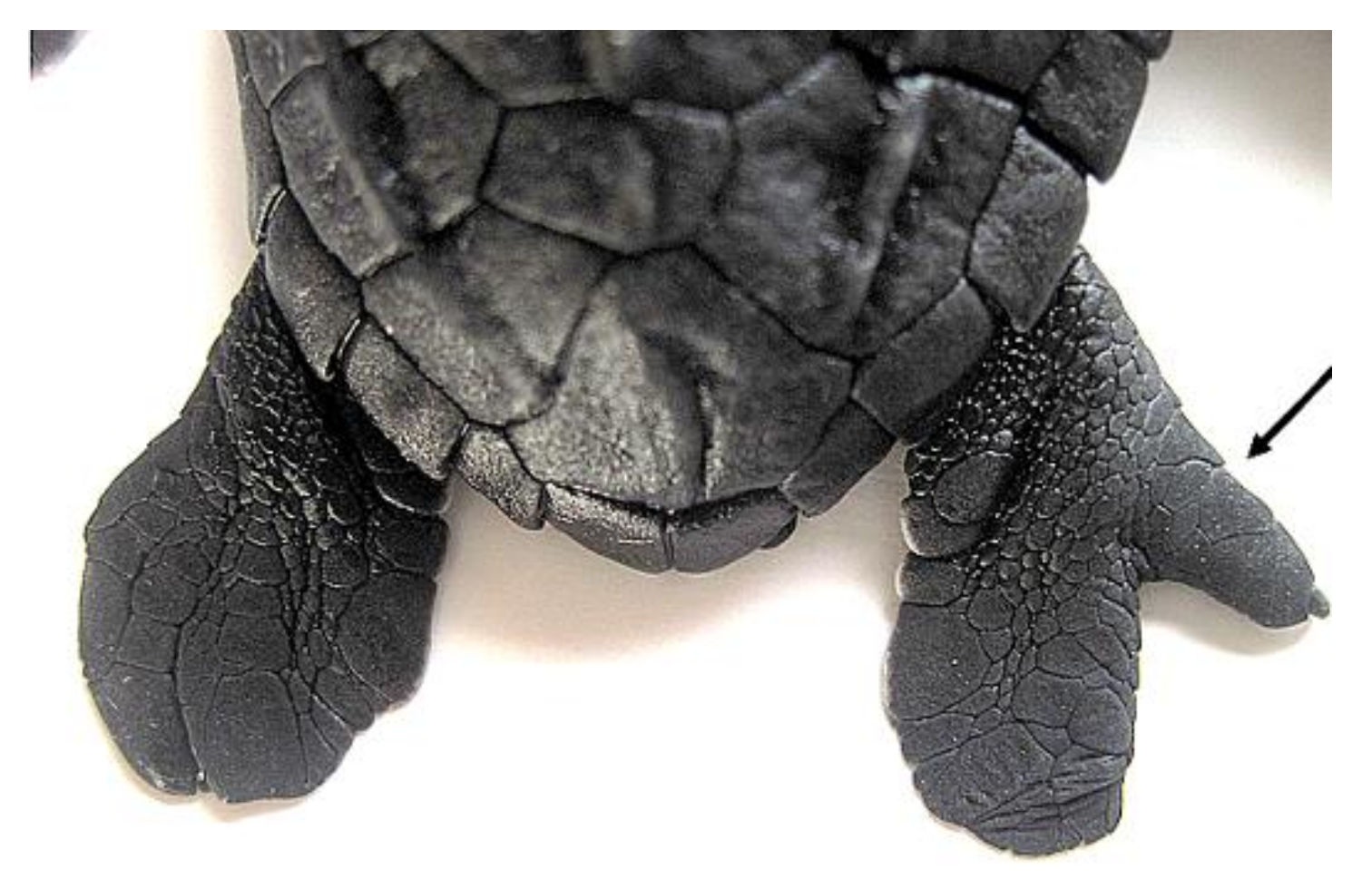 Animals 11 00444 g006