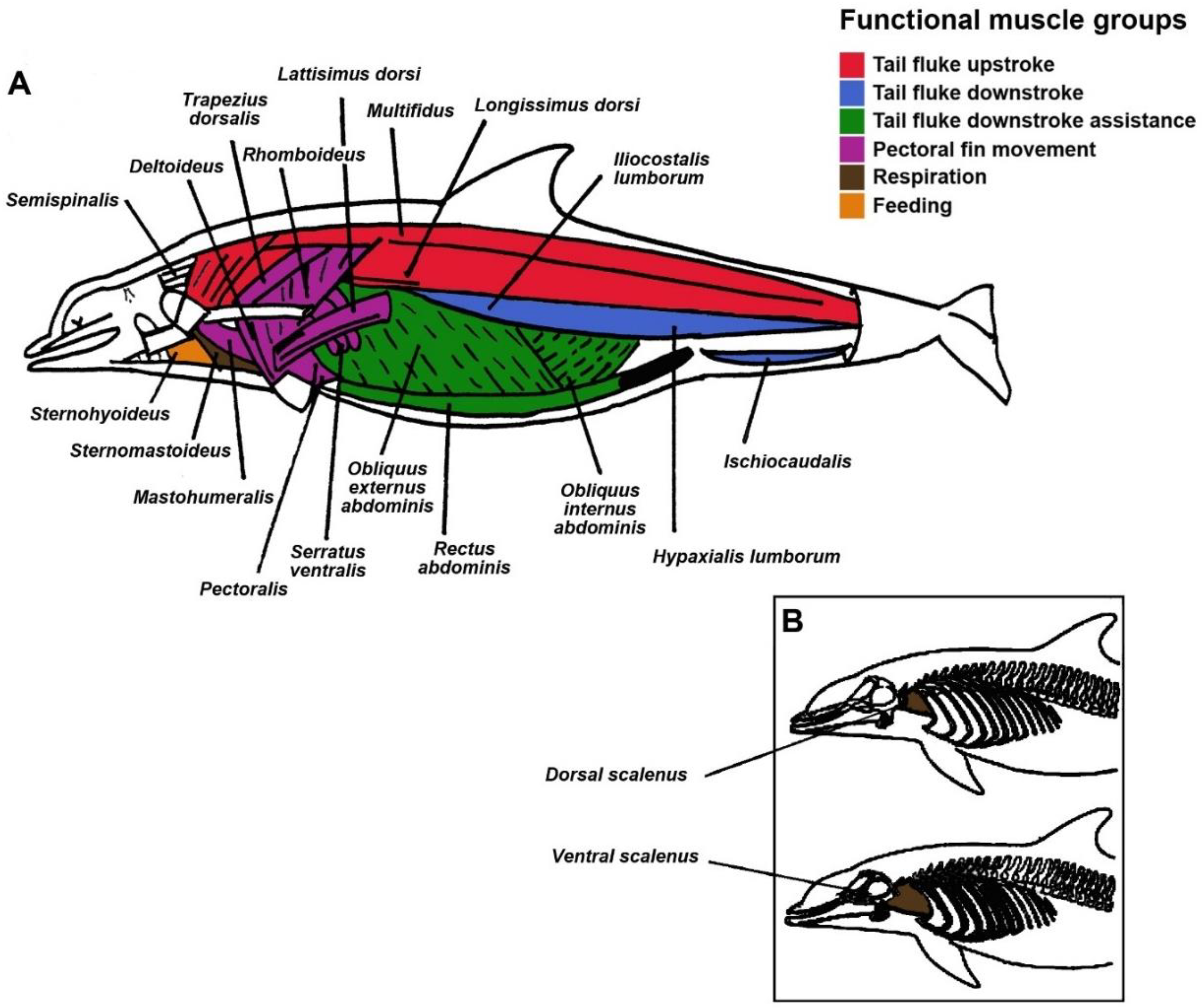 Animals | Free Full-Text | Myoglobin Concentration and Oxygen Stores in Different Functional Muscle Groups from Three Small Cetacean Species Animals | Free Full-Text | Myoglobin Concentration and Oxygen Stores in Different Functional Muscle Groups from Three Small Cetacean Species