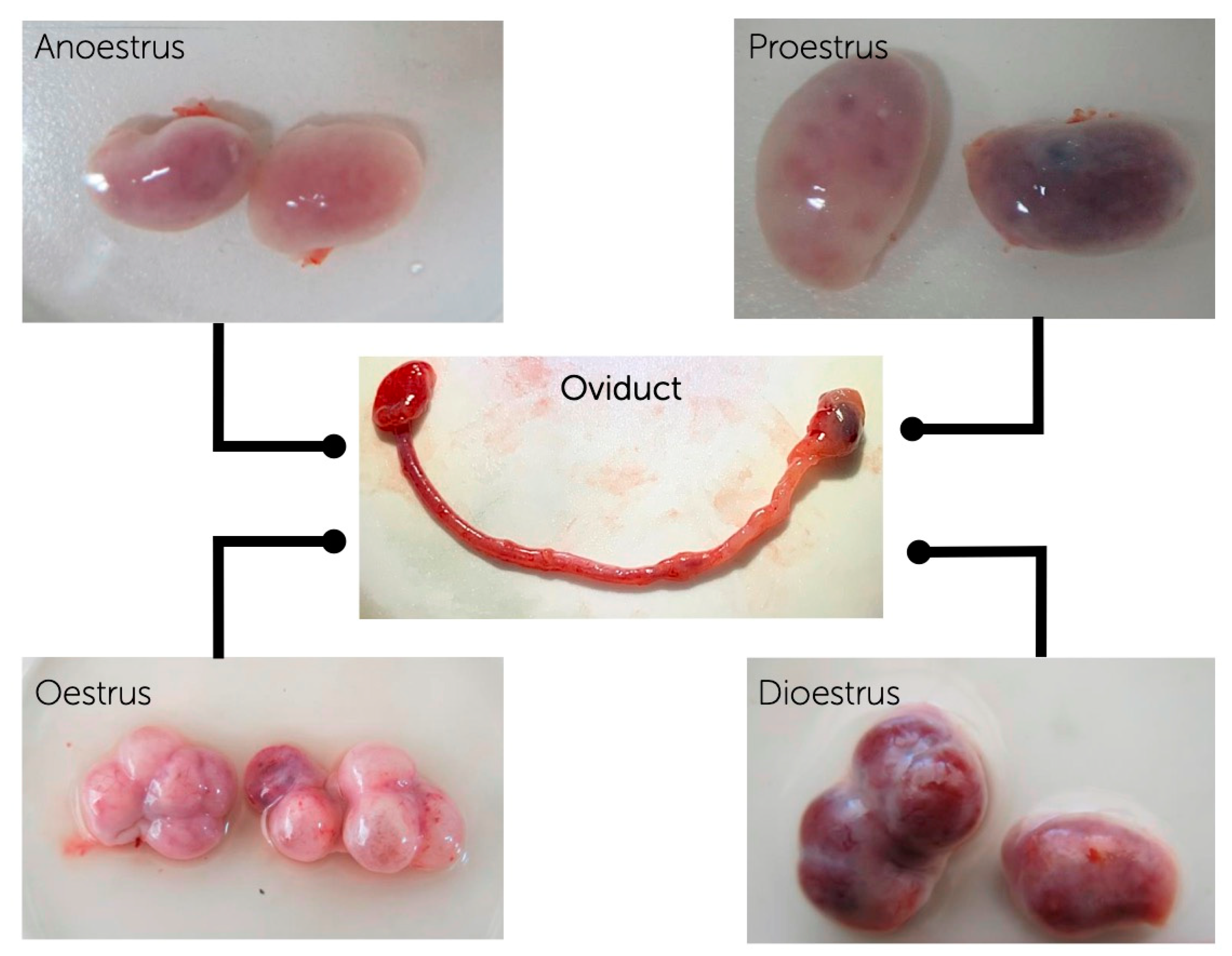 Animals 11 00454 g001