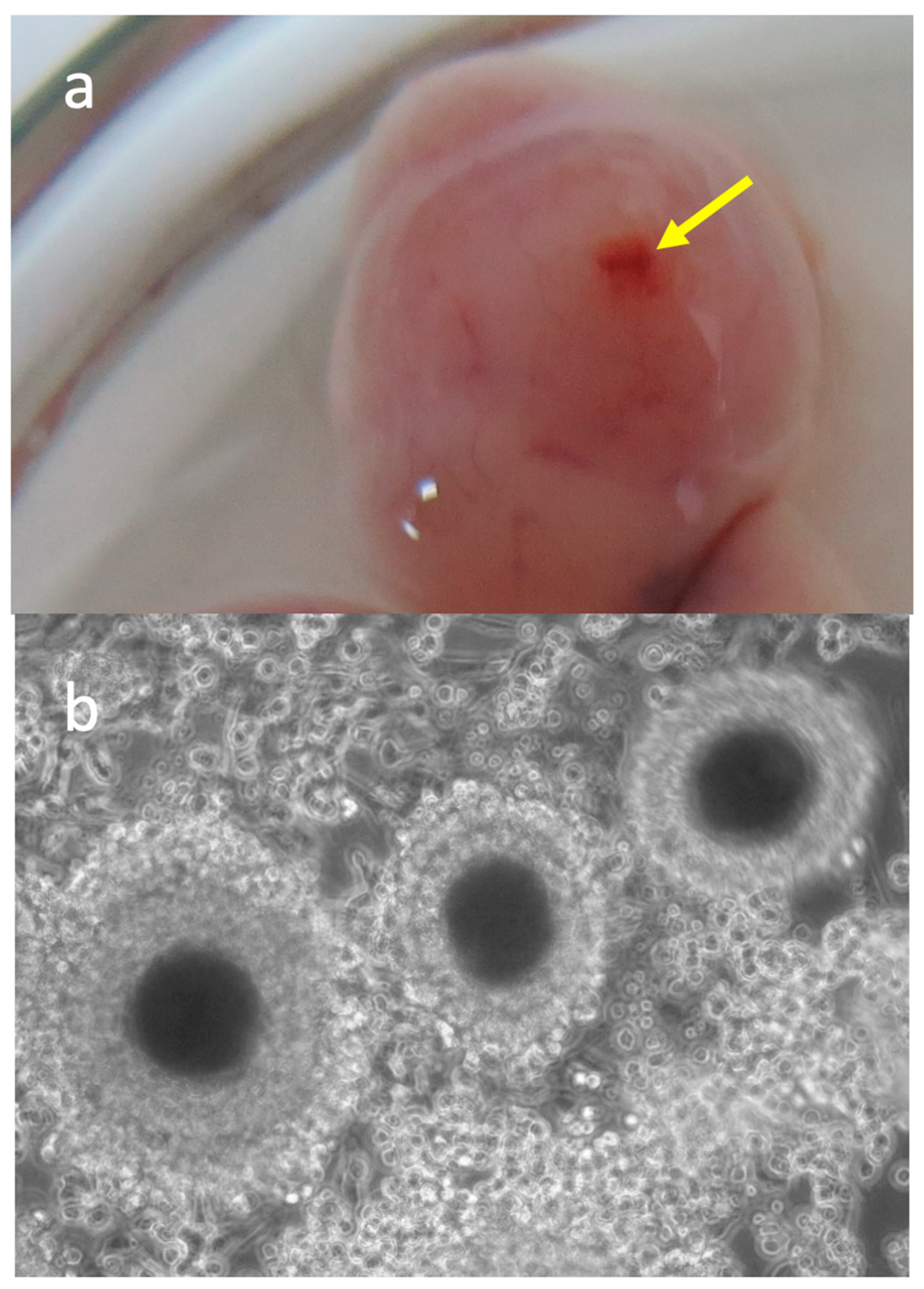 Animals 11 00454 g002