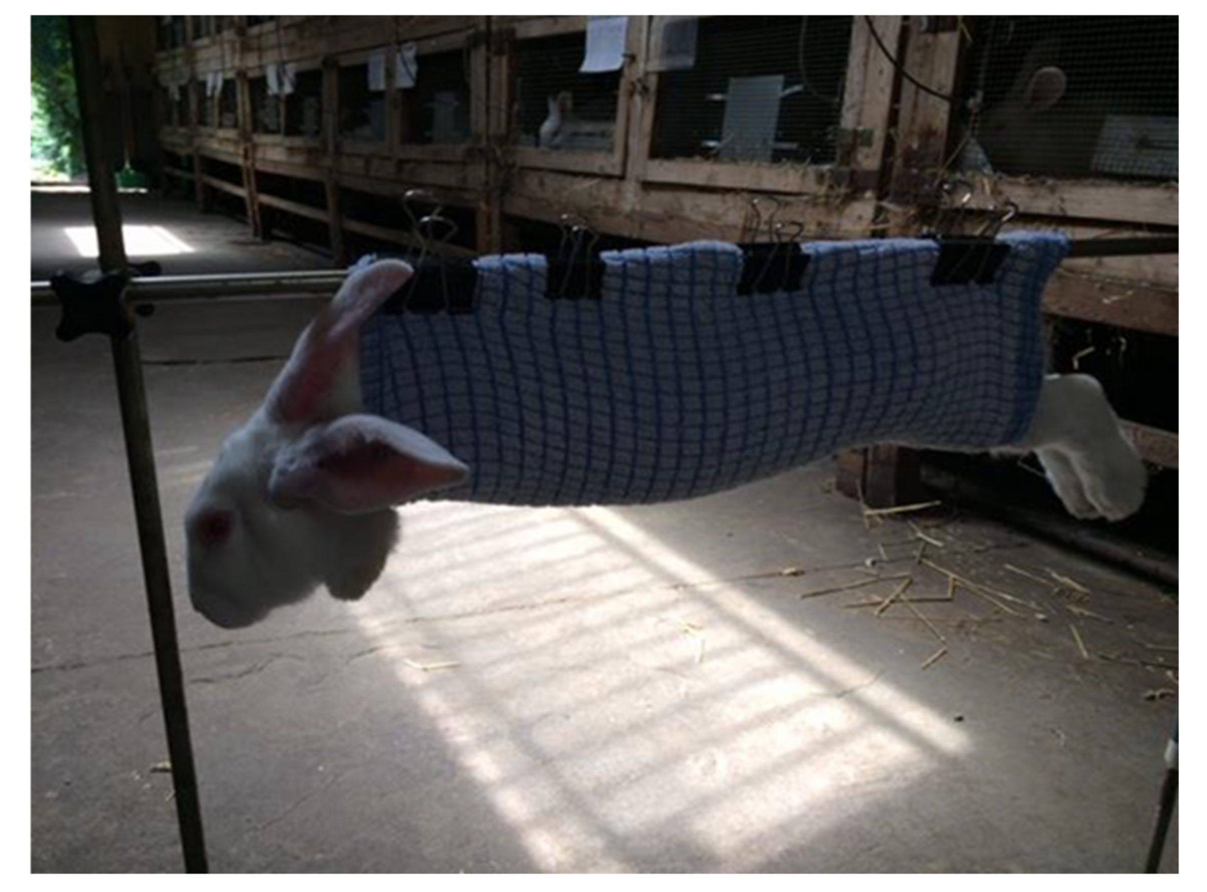 Animals 11 00455 g001 Animals 11 00455 g001