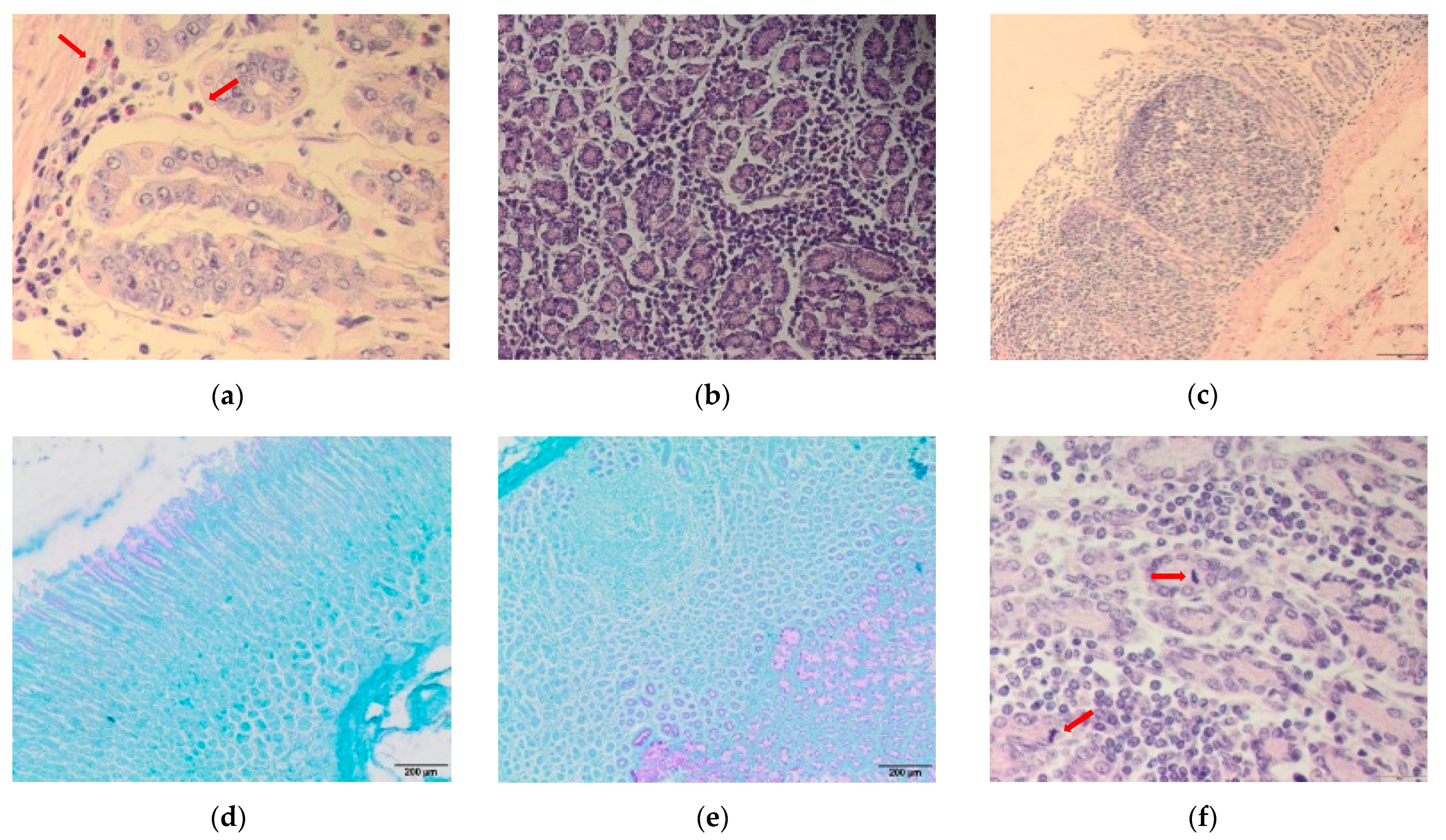 Animals 11 00462 g001 Animals 11 00462 g001