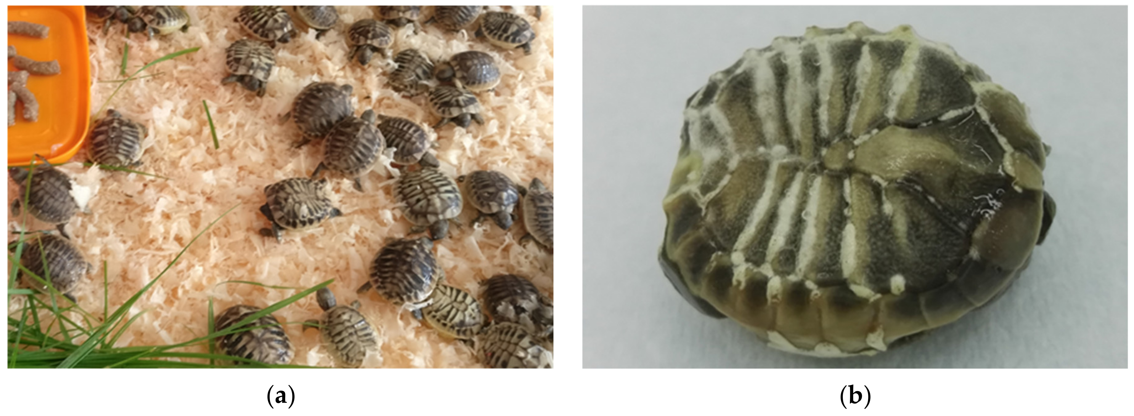 Animals 11 00478 g019